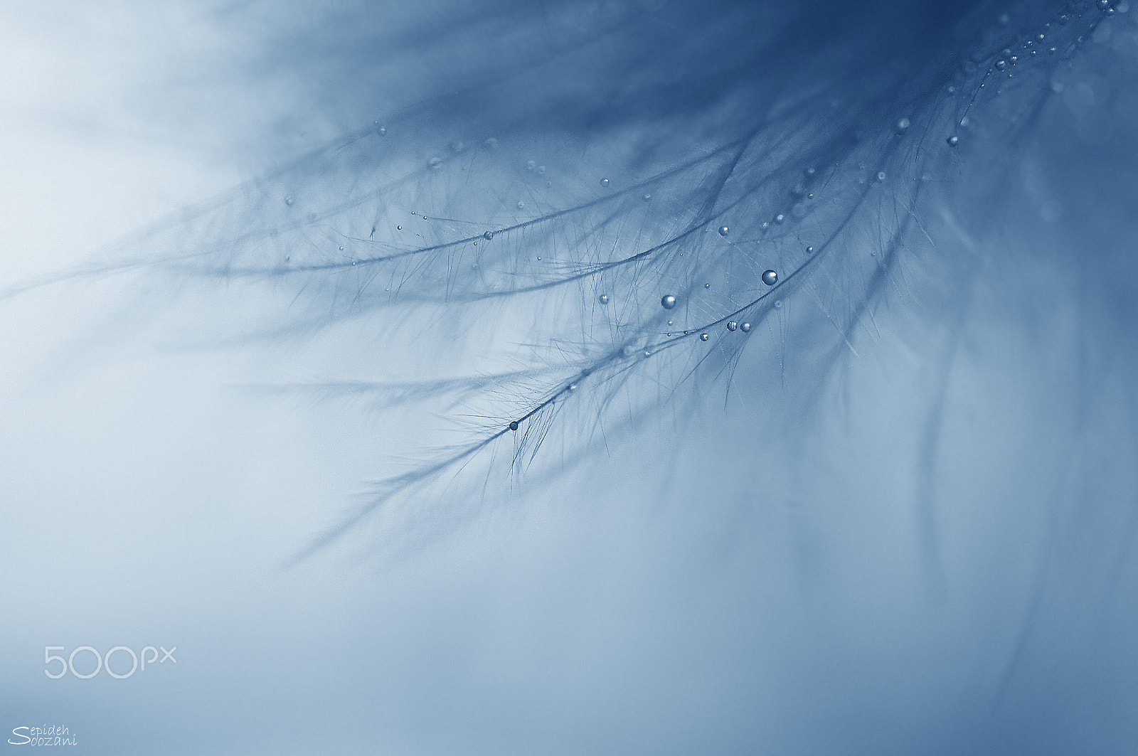 Tamron SP AF 90mm F2.8 Di Macro sample photo. Blue dream photography