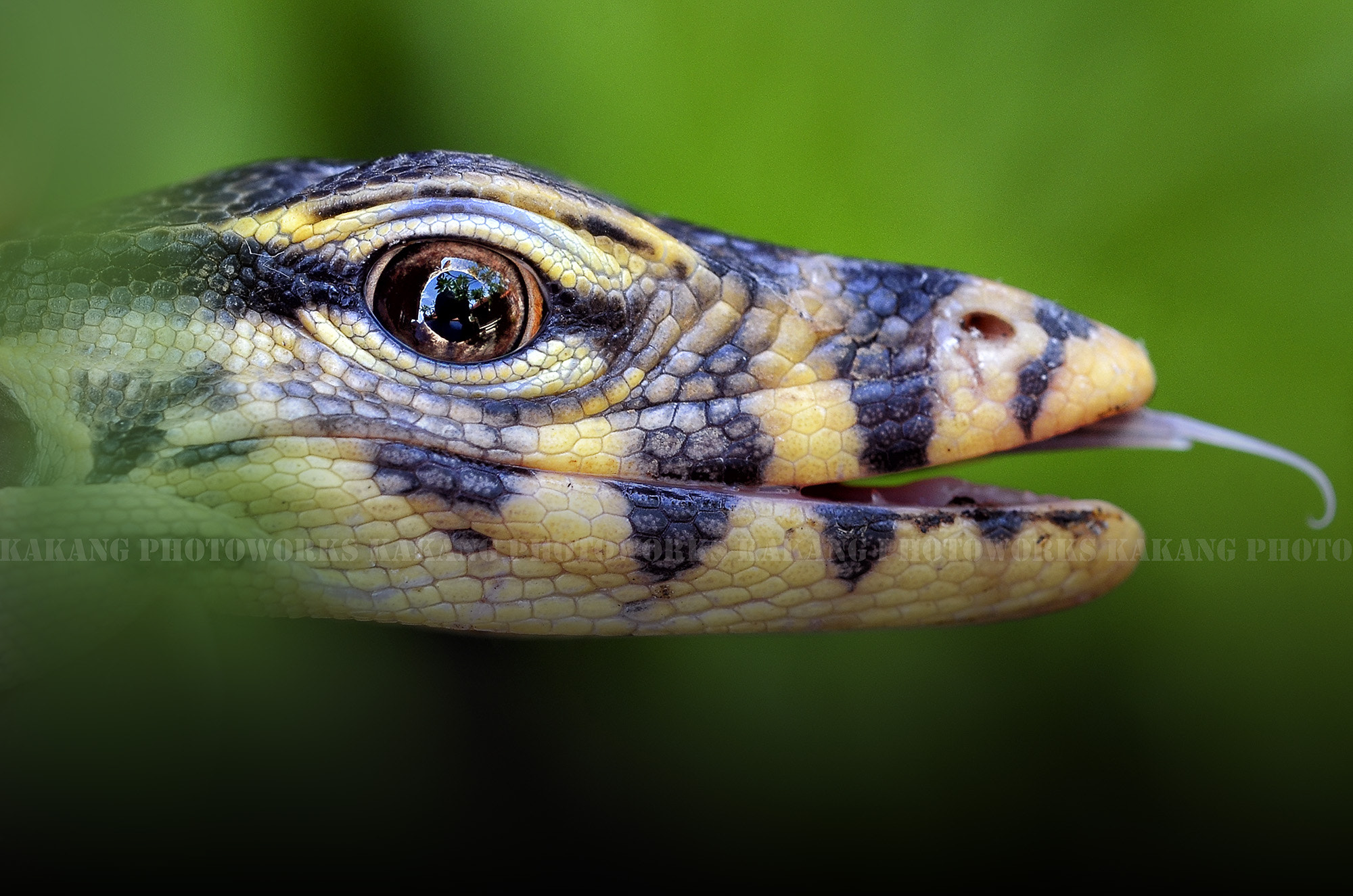 Nikon D7000 + AF Micro-Nikkor 55mm f/2.8 sample photo. Reptil of alu photography