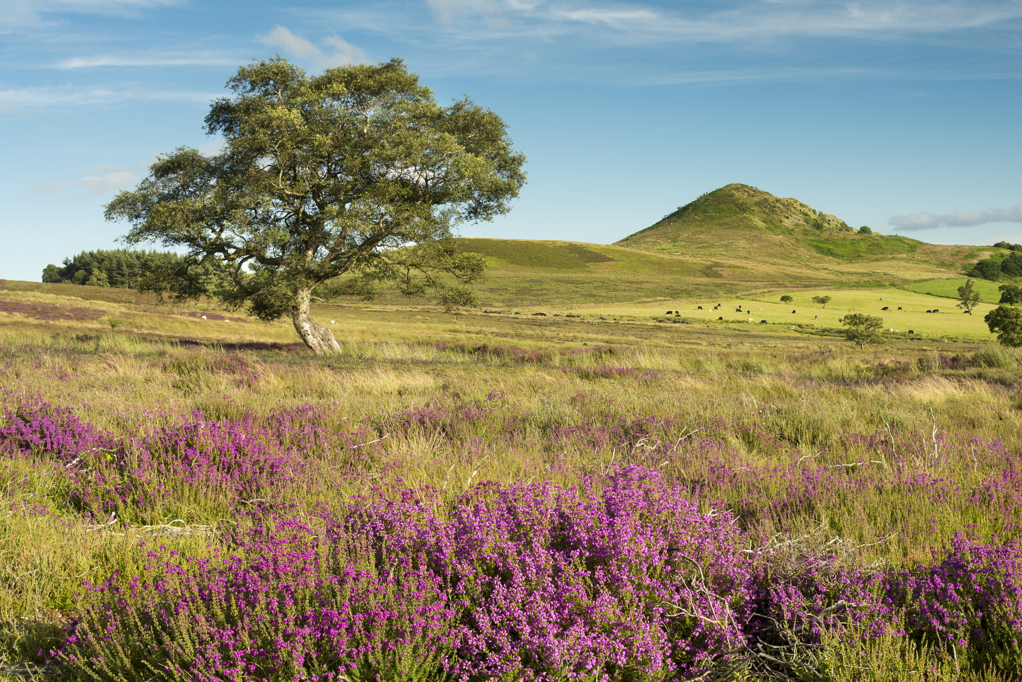 Nikon PC-E Nikkor 45mm F2.8D ED Tilt-Shift sample photo. Heather view, hawnby hill photography