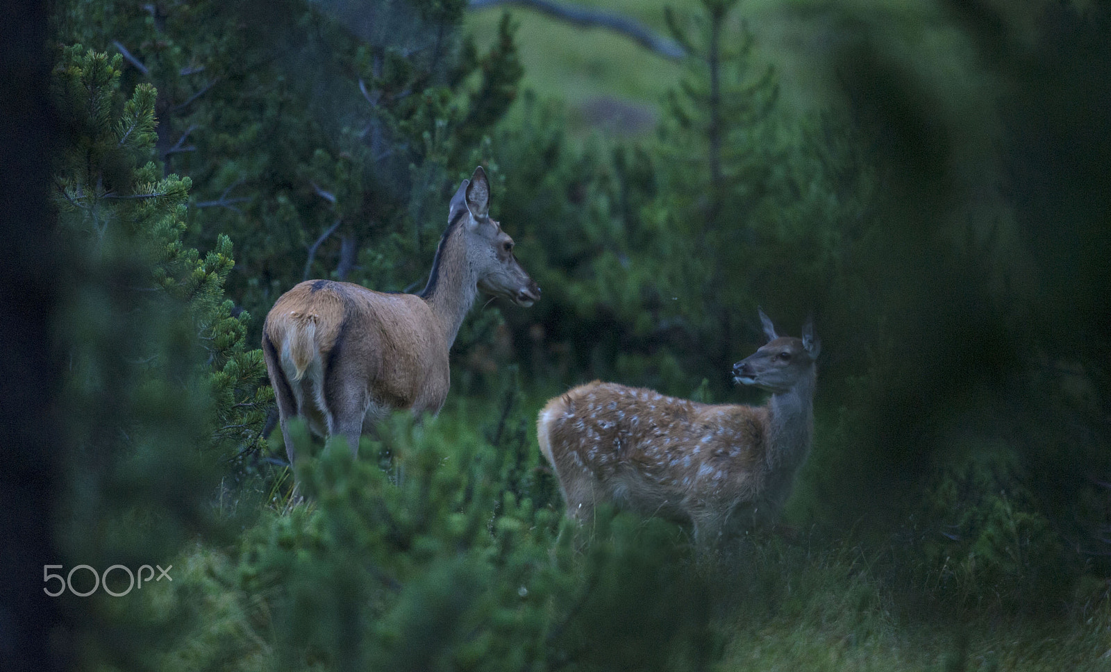 Nikon AF-S Nikkor 500mm F4G ED VR sample photo. Early morning in the woods photography