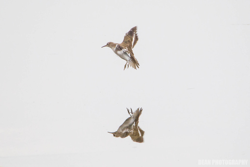 Canon EOS-1D Mark IV sample photo. Reflection photography