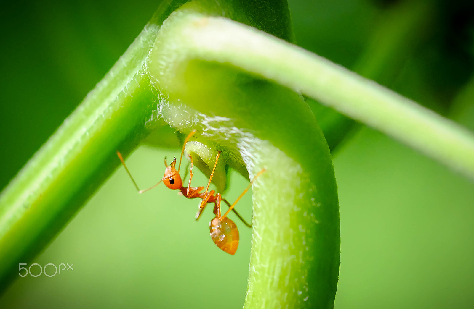 Fujifilm X-A2 + Fujifilm XF 60mm F2.4 R Macro sample photo. Just an ant photography