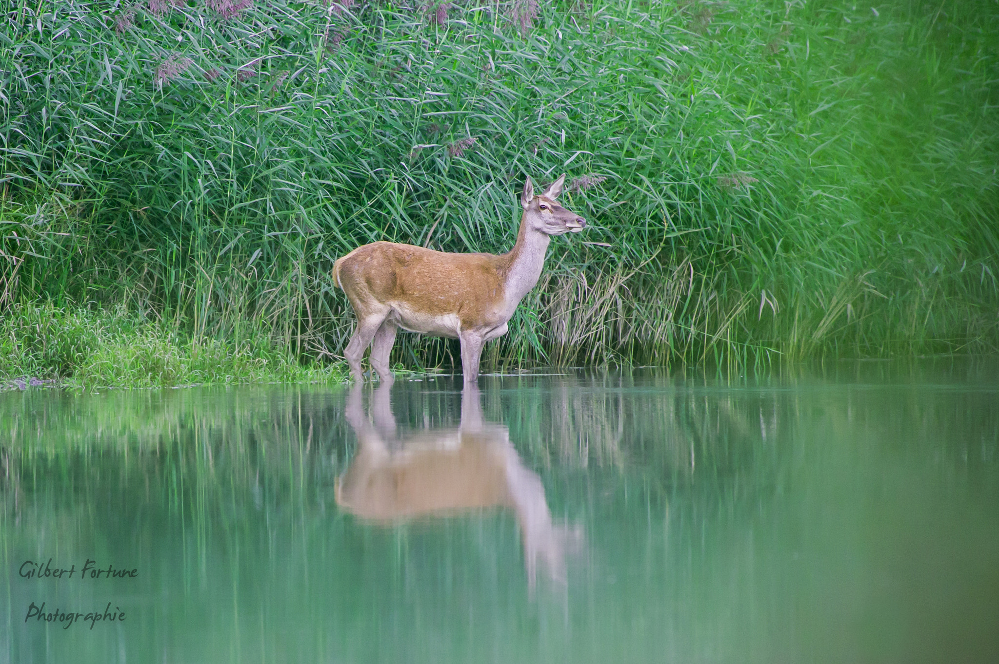 Nikon AF-S Nikkor 300mm F2.8G ED VR II sample photo. Biche photography