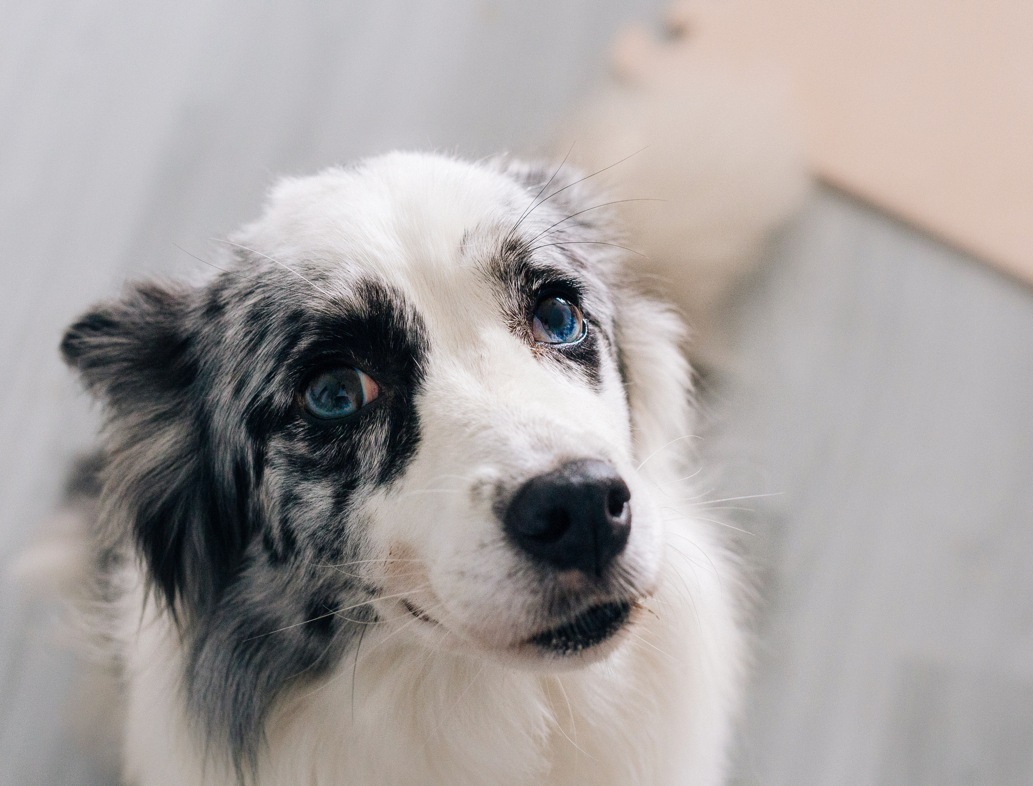Canon EOS 700D (EOS Rebel T5i / EOS Kiss X7i) + Sigma 50mm F1.4 EX DG HSM sample photo. Marry the border collie photography