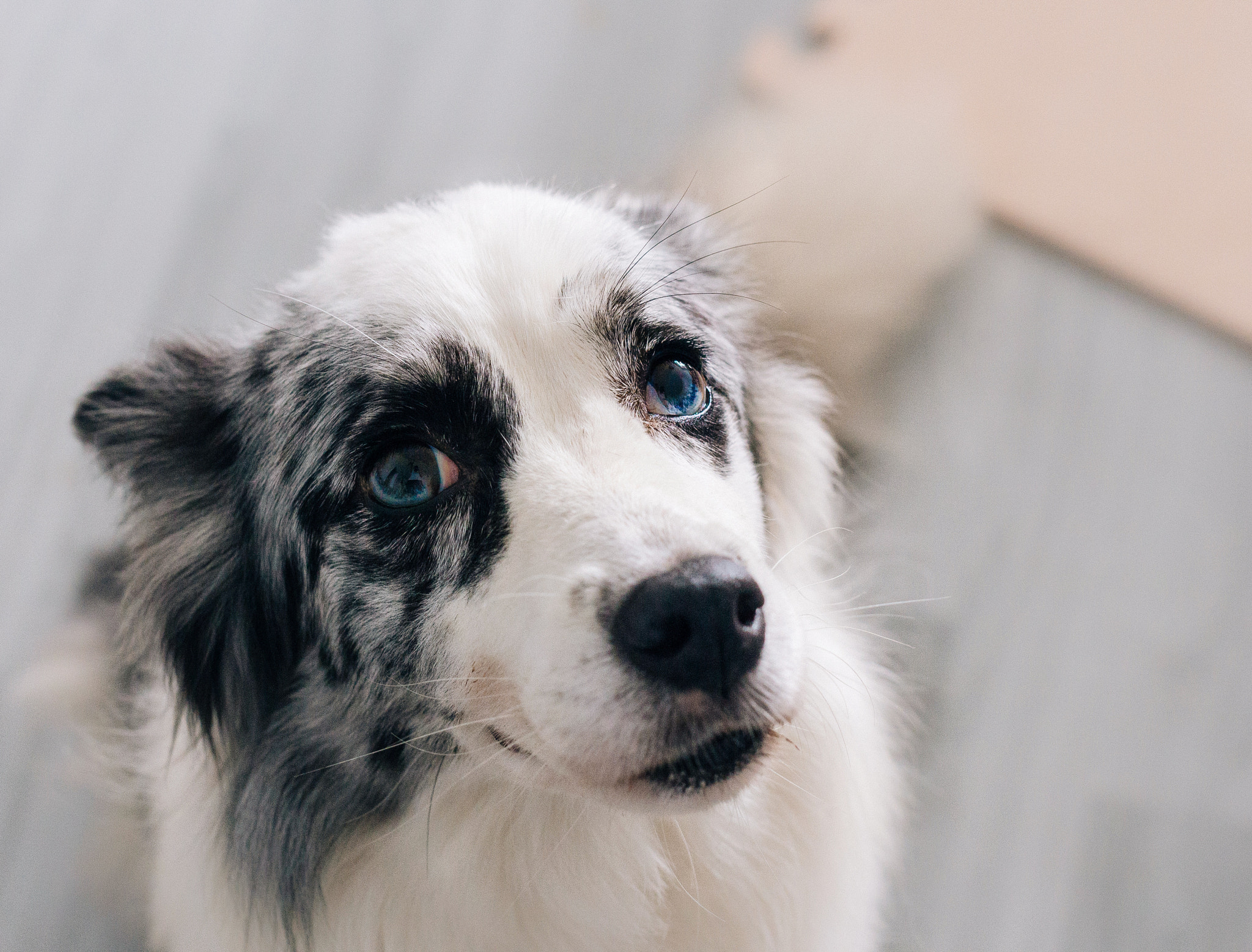 Sigma 50mm F1.4 EX DG HSM sample photo. Marry the border collie photography