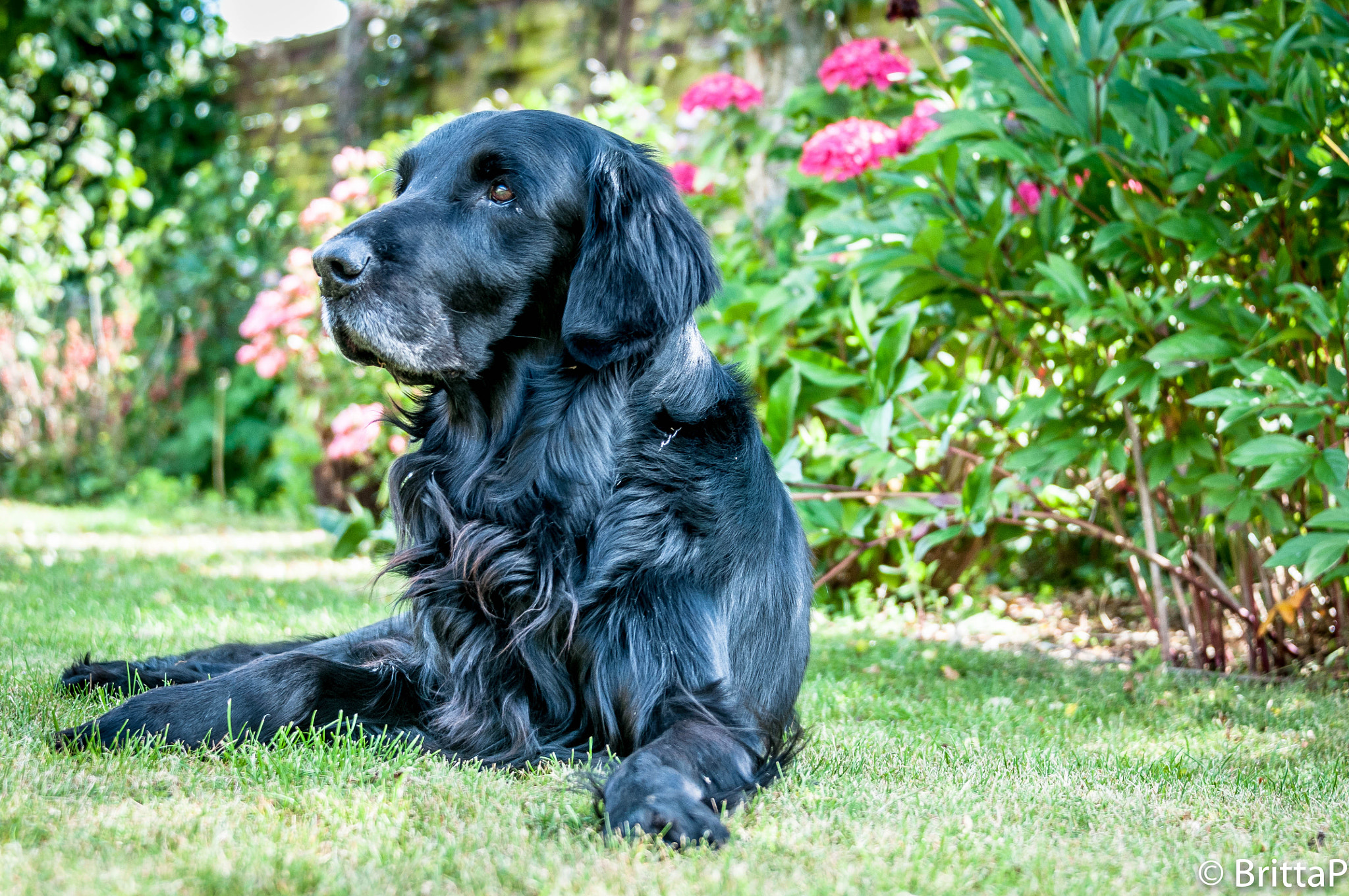 Nikon D300S sample photo. Lazy summer photography