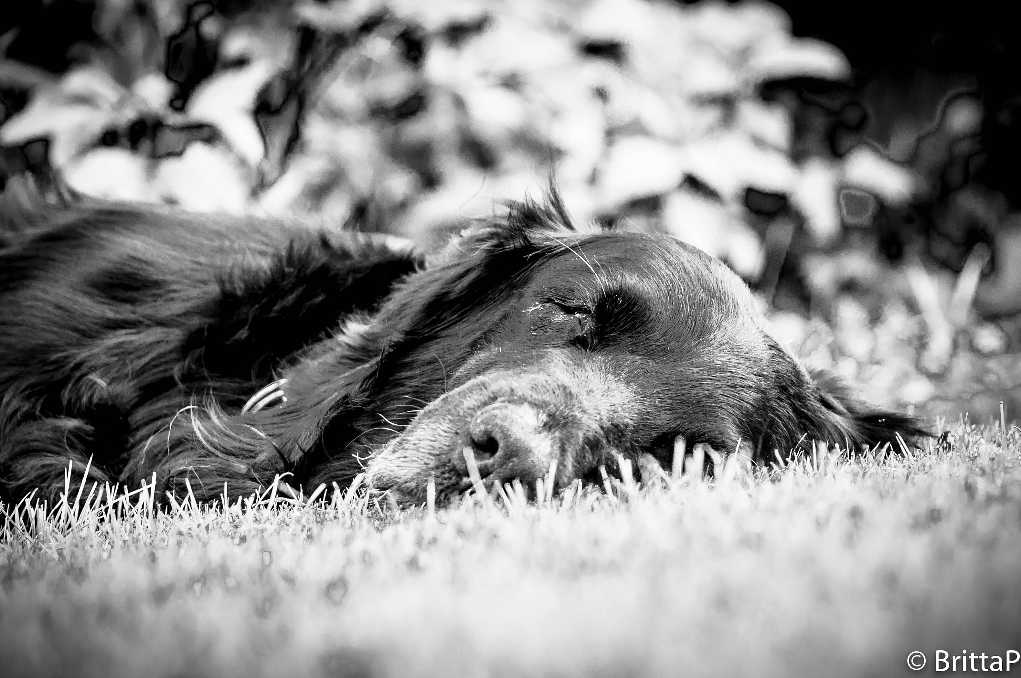 Nikon D300S sample photo. Lazy summer photography