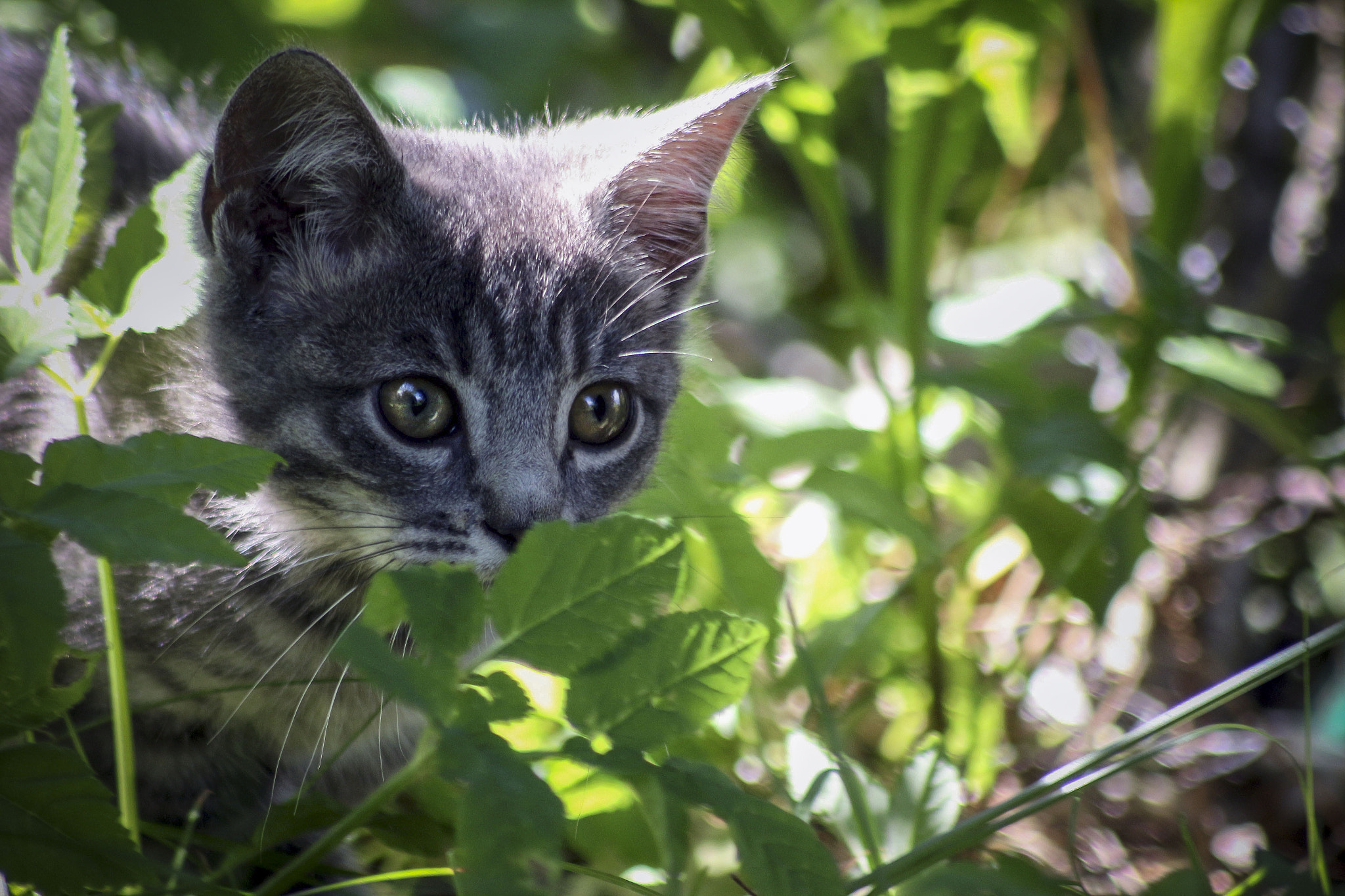 Sigma 70-300mm F4-5.6 APO DG Macro sample photo. Occhi di gatto photography