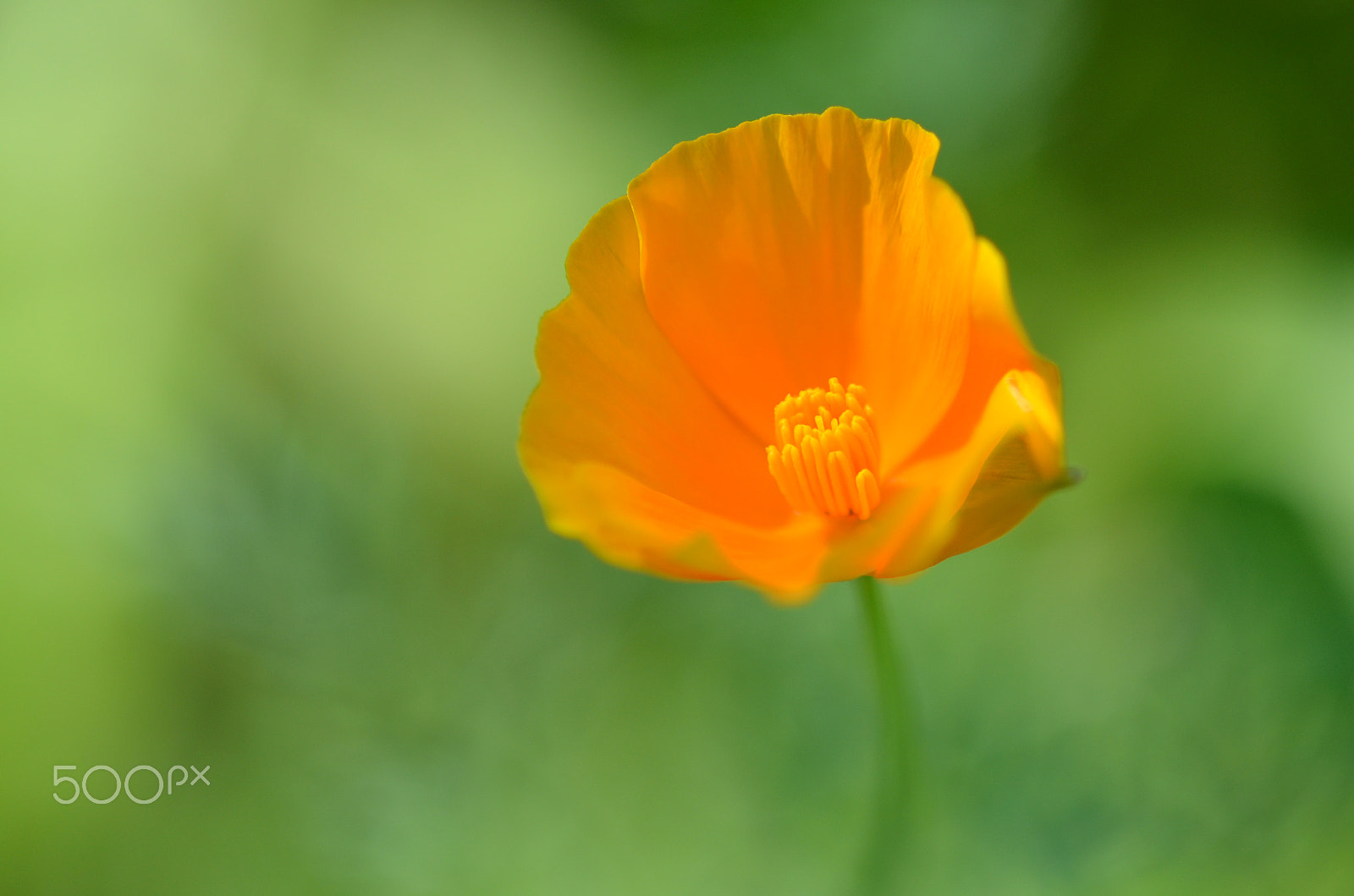 Nikon D7000 + Sigma 105mm F2.8 EX DG Macro sample photo. Today is a special day photography