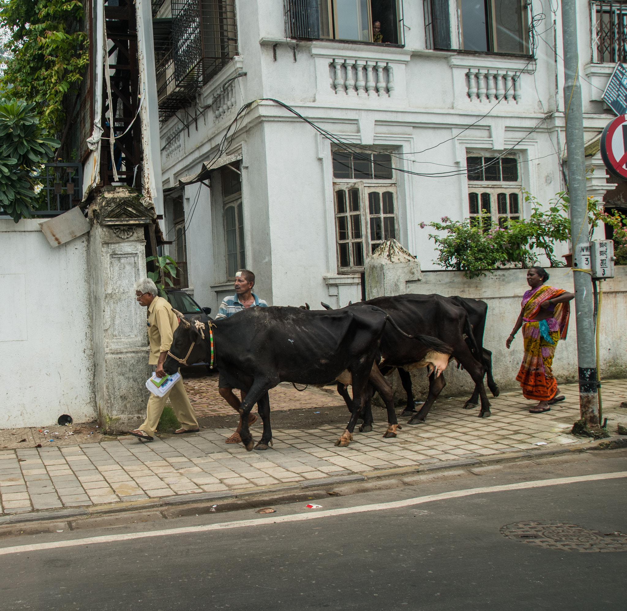 Nikon D5500 + Sigma 18-250mm F3.5-6.3 DC Macro OS HSM sample photo. Cows in the street photography