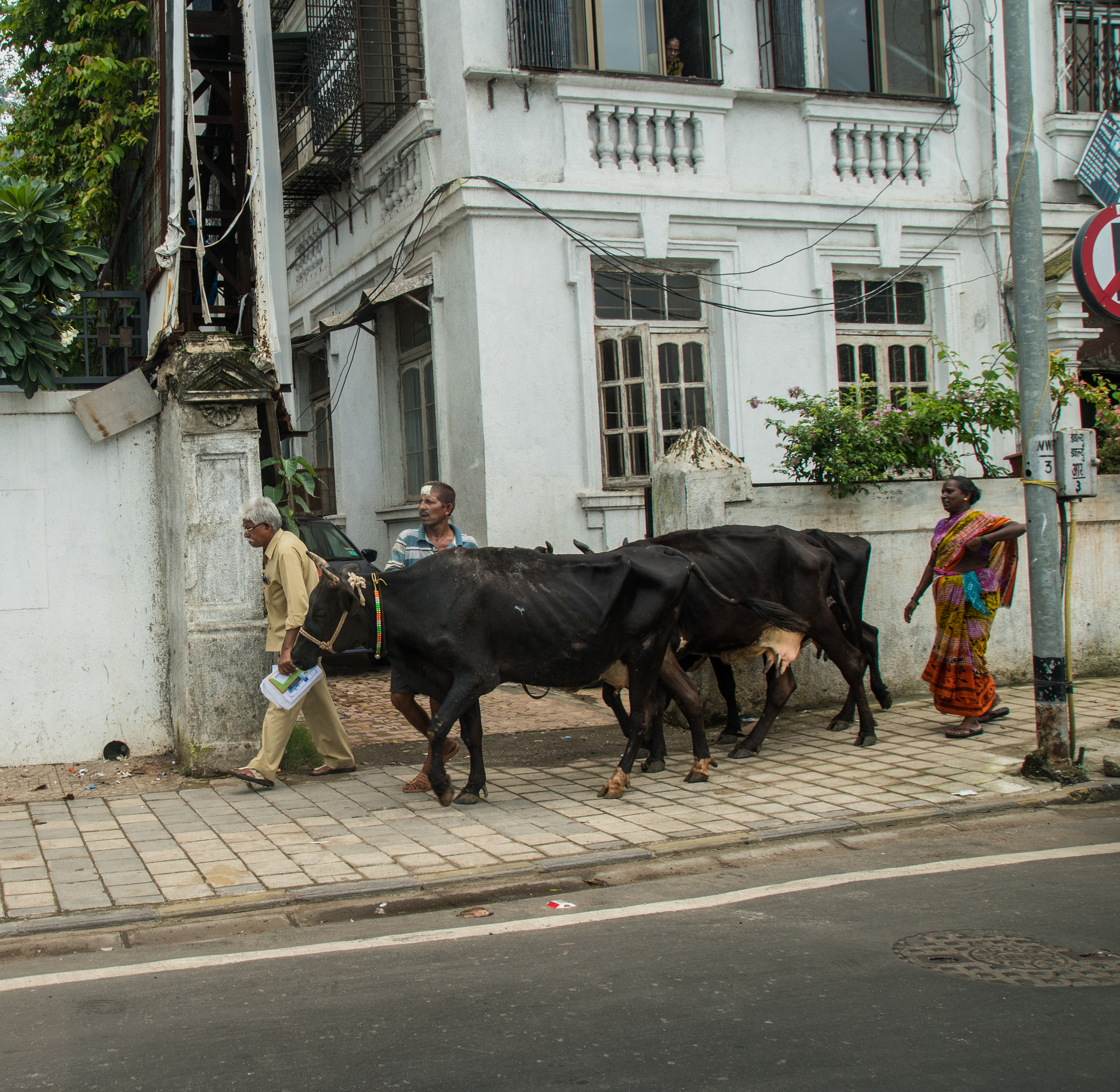 Sigma 18-250mm F3.5-6.3 DC Macro OS HSM sample photo. Cows in the street photography