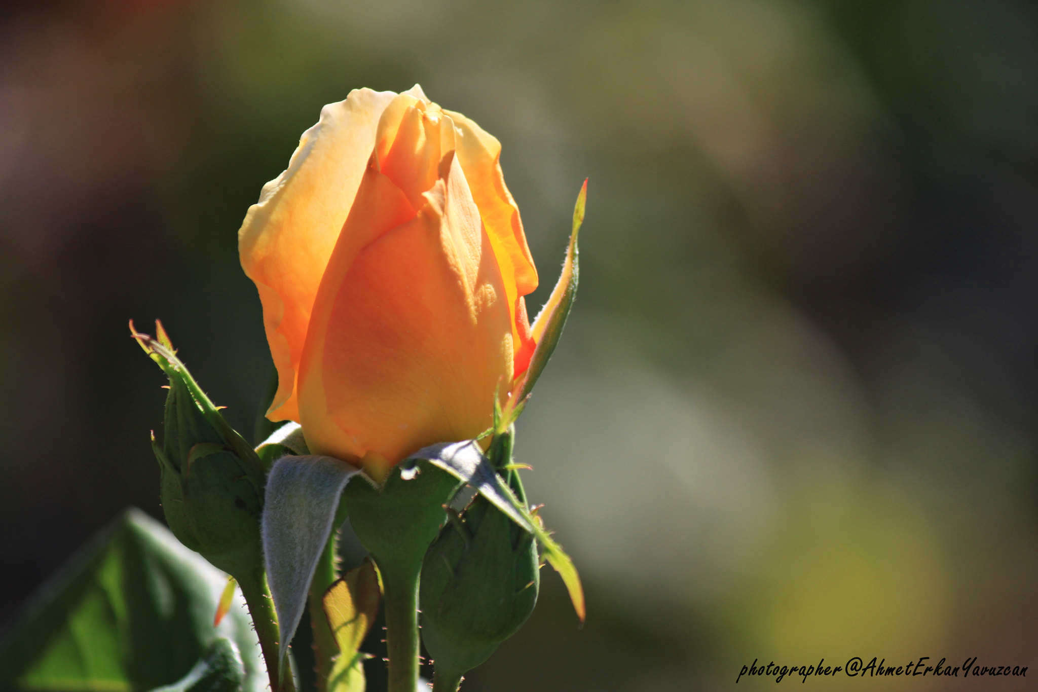 Canon EOS 500D (EOS Rebel T1i / EOS Kiss X3) sample photo. Rose photography