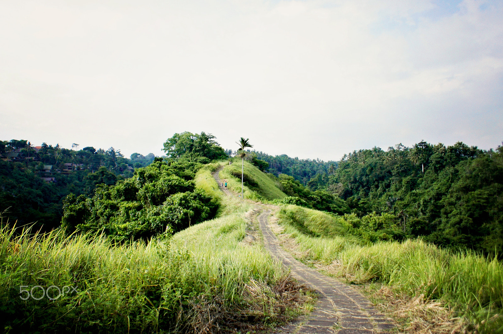 Sony Alpha NEX-3 + Sony E 16mm F2.8 sample photo. Campuhan ridge walk photography