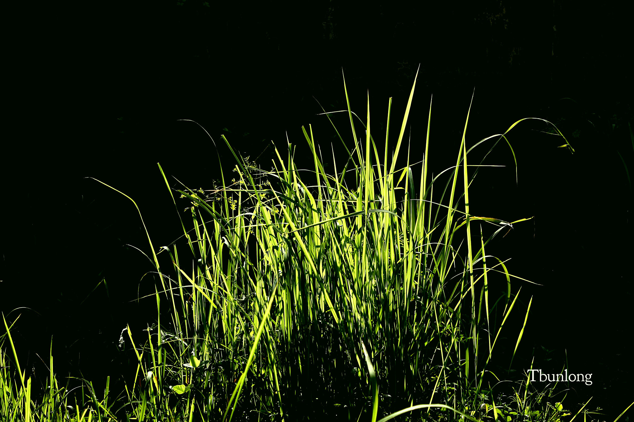 Canon EF-S 18-55mm F3.5-5.6 IS II sample photo. The first sunlight ! photography