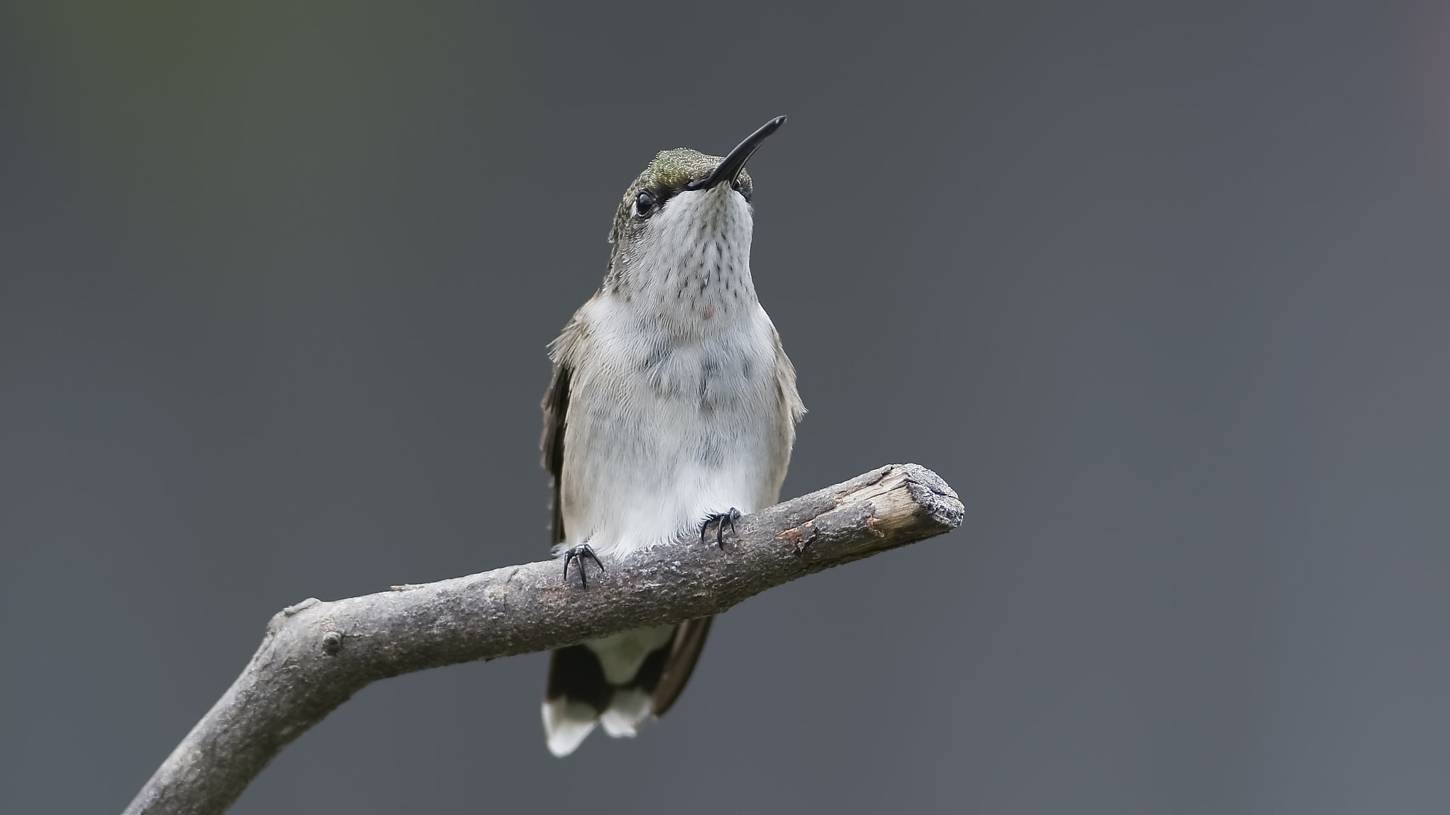 Nikon D7100 + Sigma 300mm F2.8 APO EX DG HSM sample photo. Alert photography