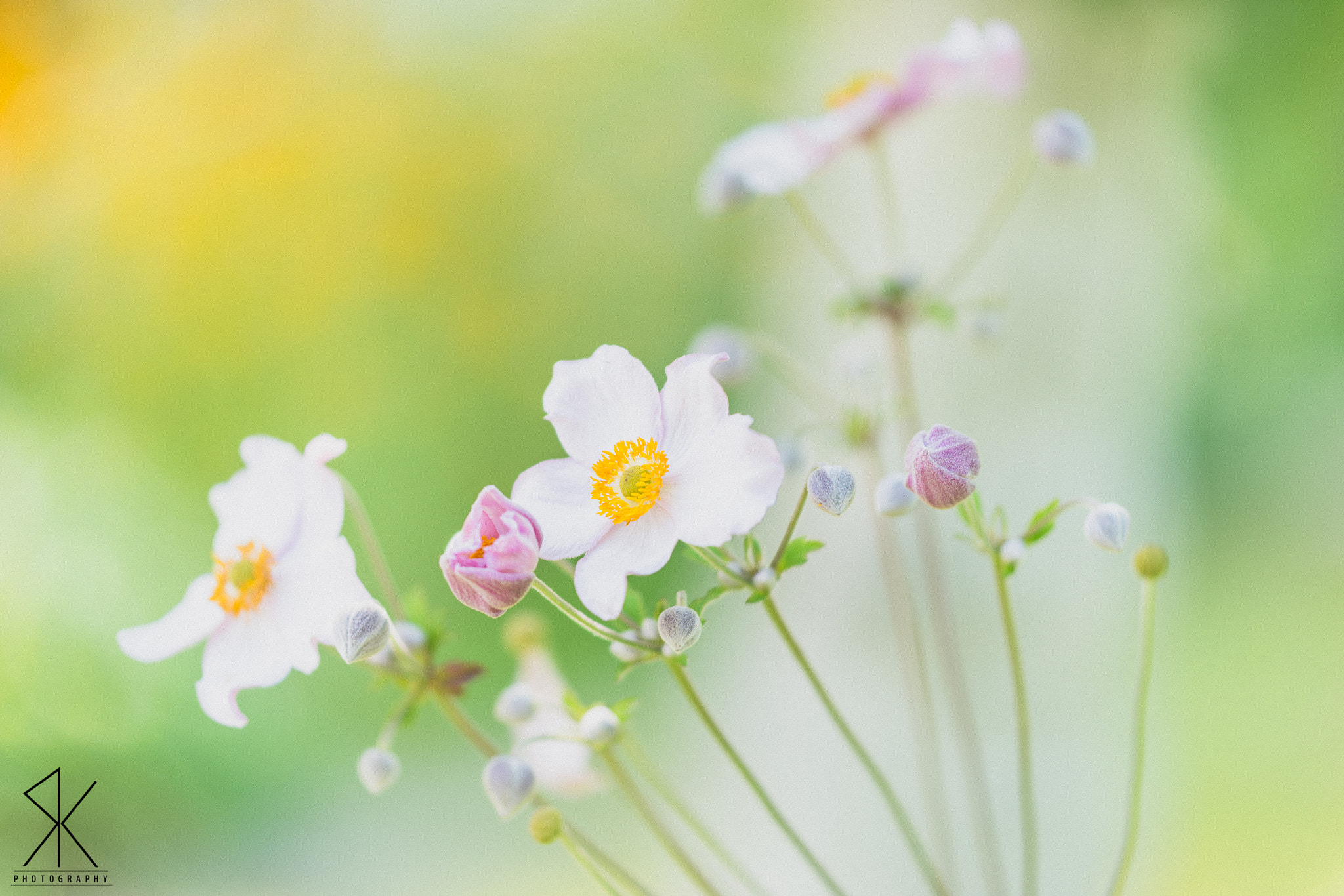 Sigma 150mm F2.8 EX DG Macro HSM sample photo. Summer flowers photography