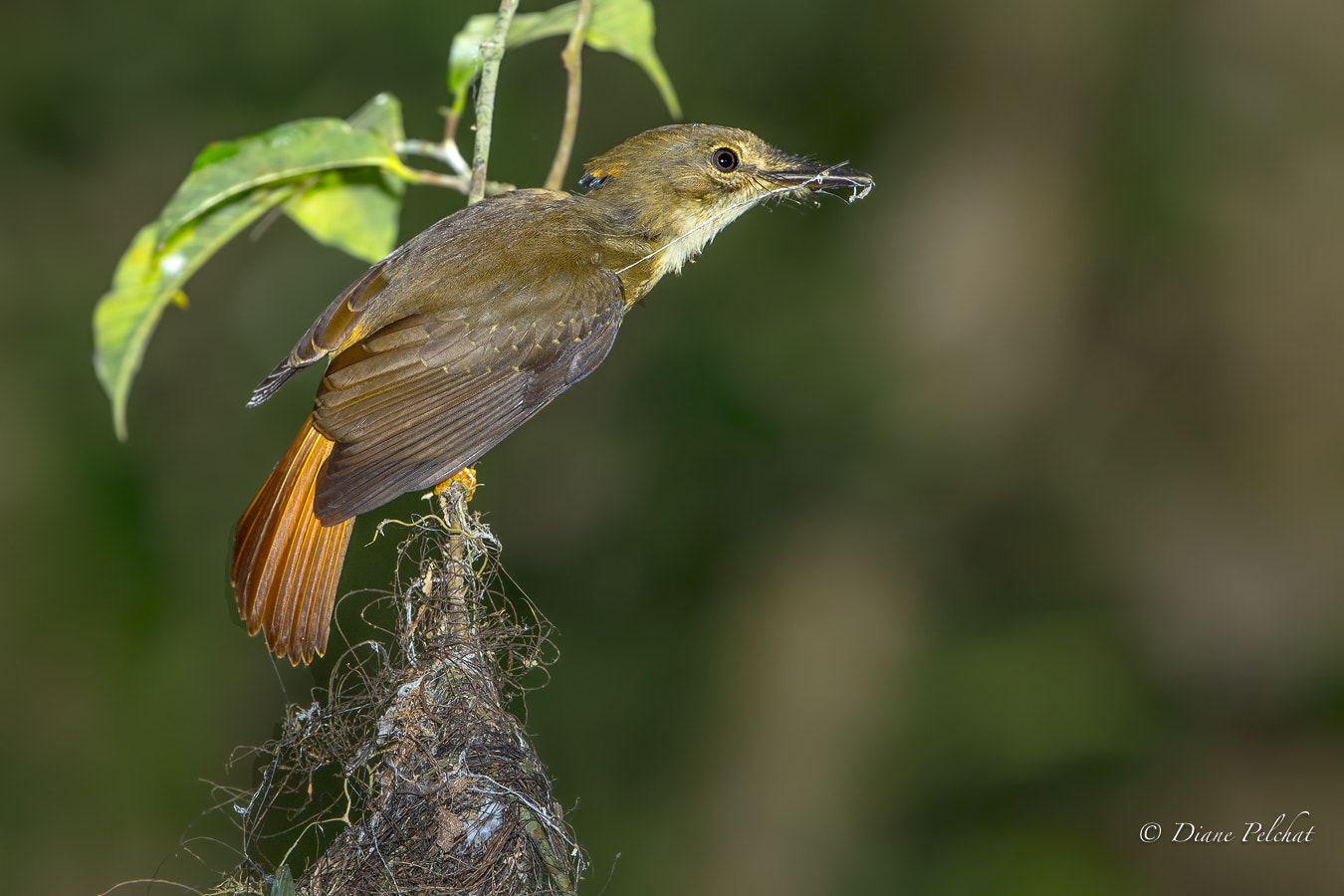 Canon EF 300mm F2.8L IS II USM sample photo. Royal flycatcher transporting nesting material photography