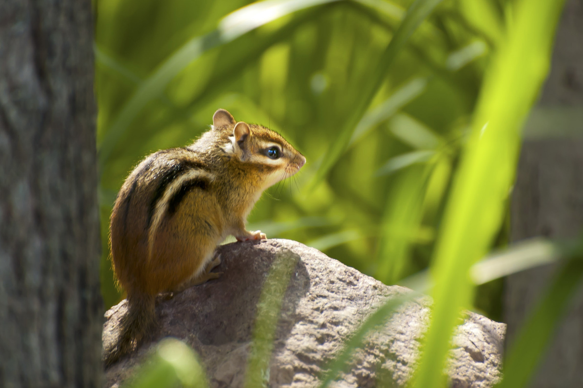 Nikon D70s sample photo. Chipmonk on rock photography