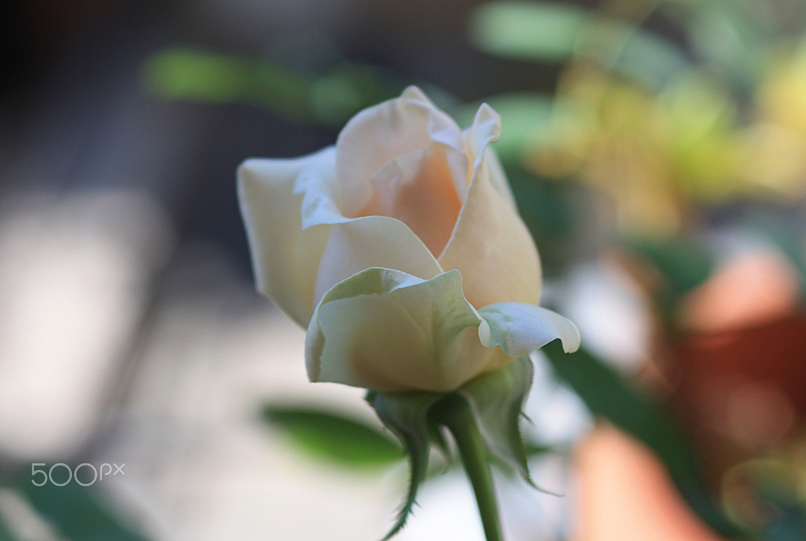 Canon EOS 1000D (EOS Digital Rebel XS / EOS Kiss F) sample photo. Pink rose photography