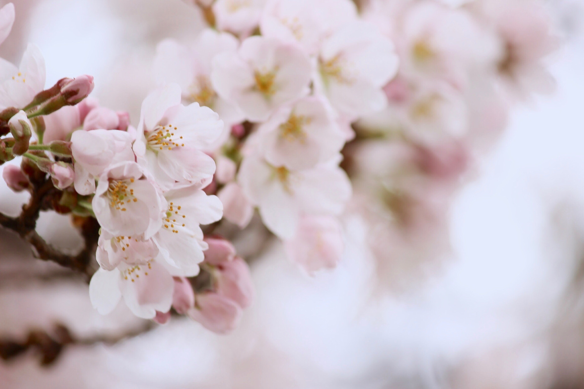 Canon EOS 600D (Rebel EOS T3i / EOS Kiss X5) sample photo. Prunus yedoensis photography