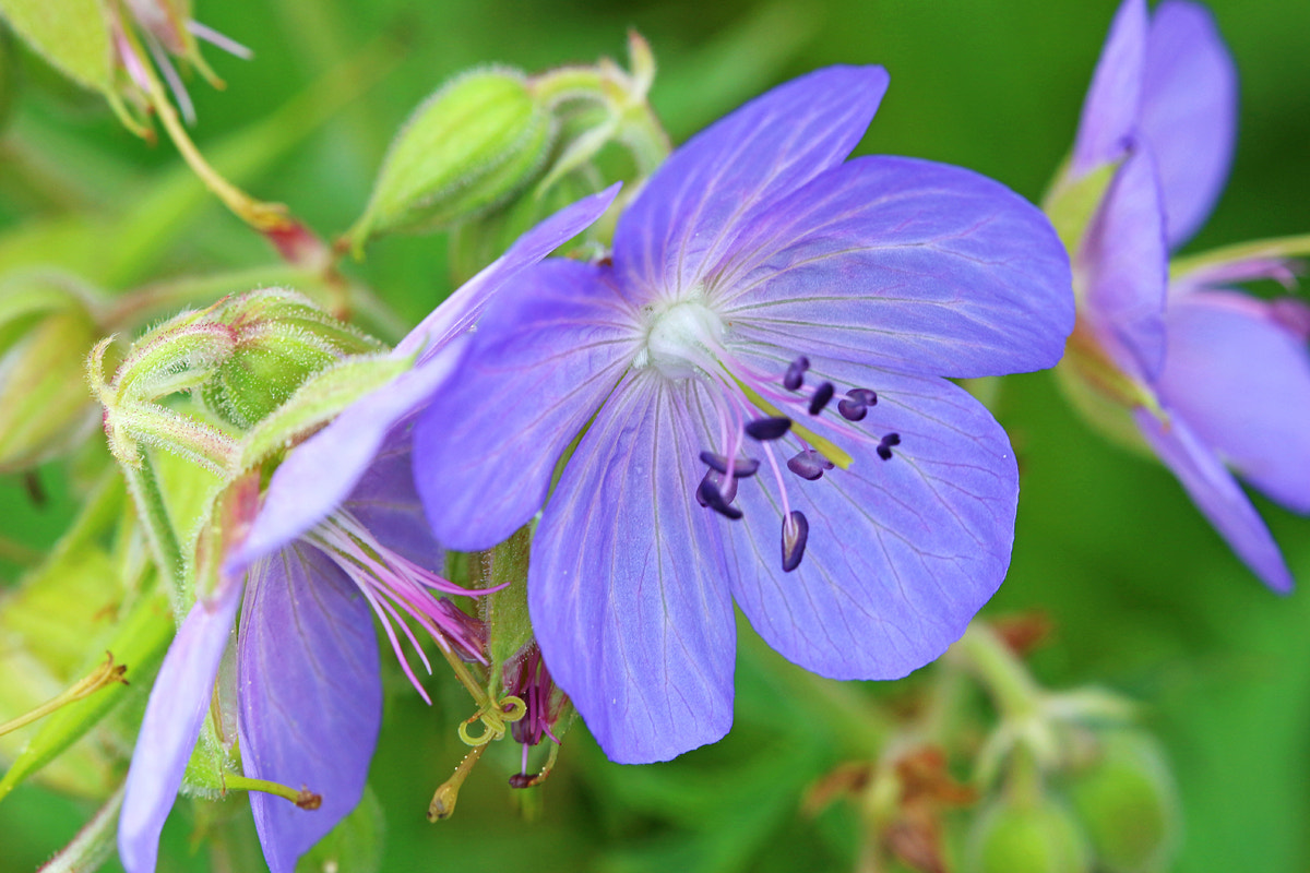 Canon EF 100mm F2.8 Macro USM sample photo. Blue photography
