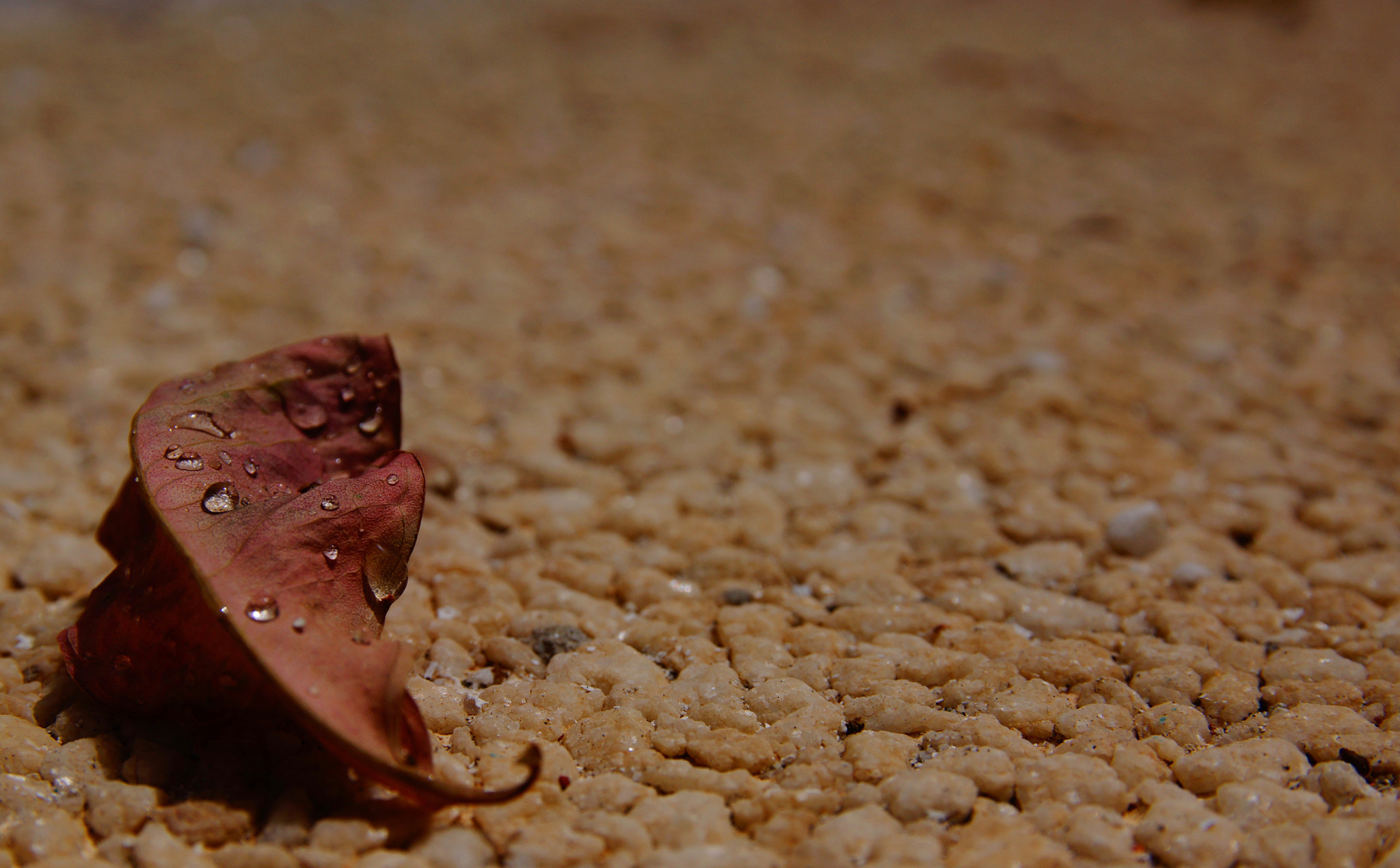 Sony SLT-A77 sample photo. Nature photography