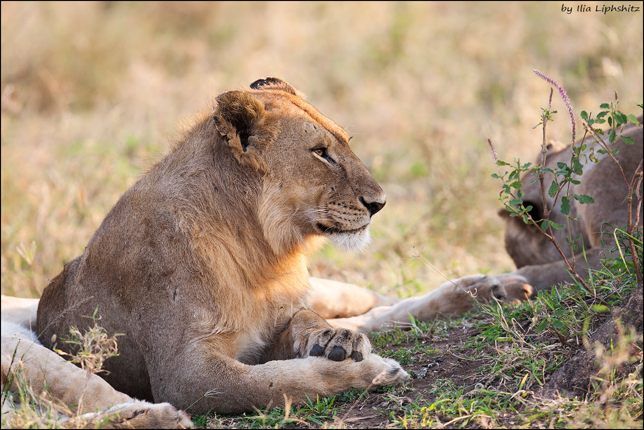 Canon EOS-1D Mark III + Canon EF 300mm F2.8L IS USM sample photo. Lions of serengeti №5 photography