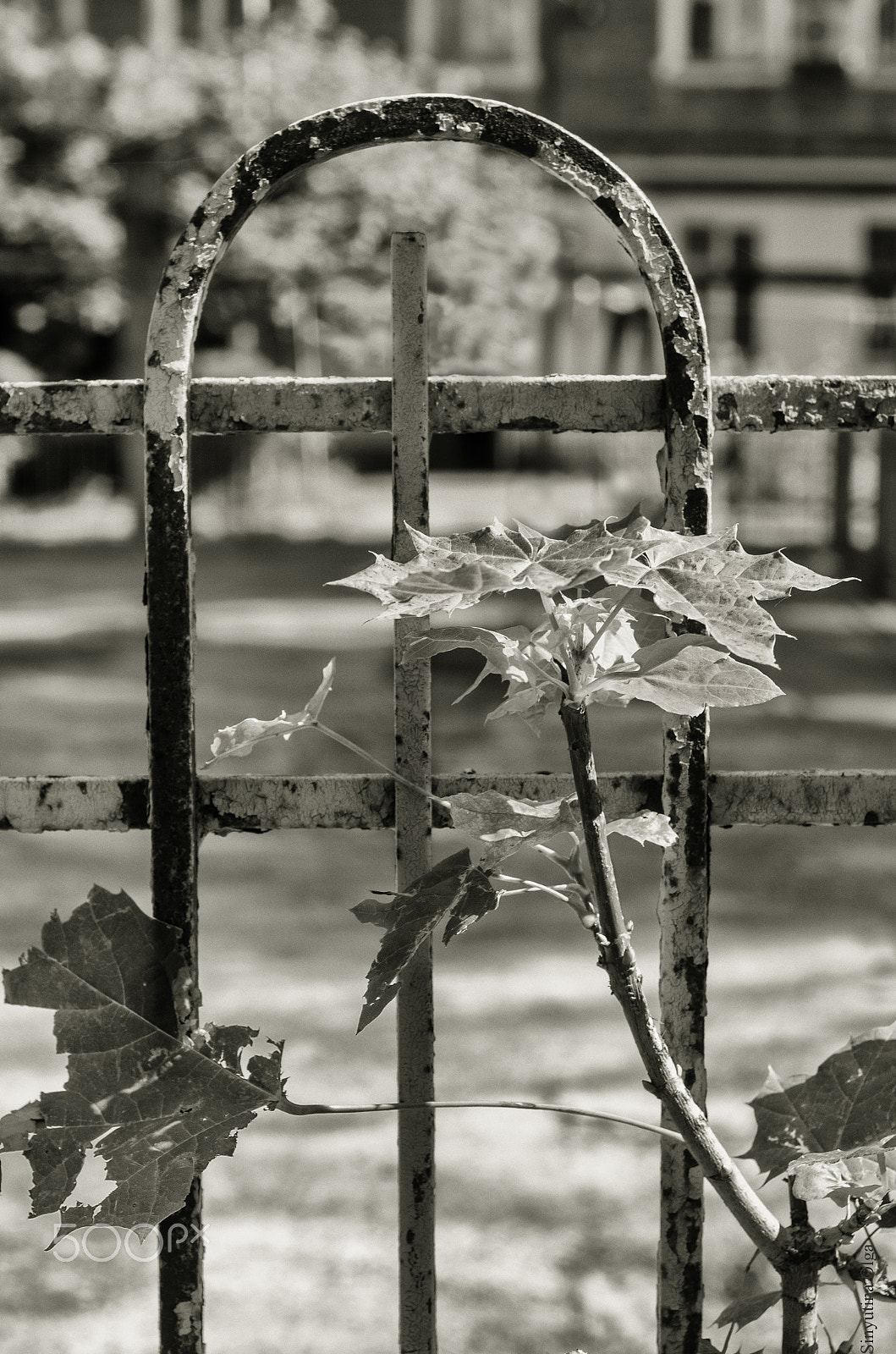 Pentax K-5 IIs + A Series Lens sample photo. Maple photography