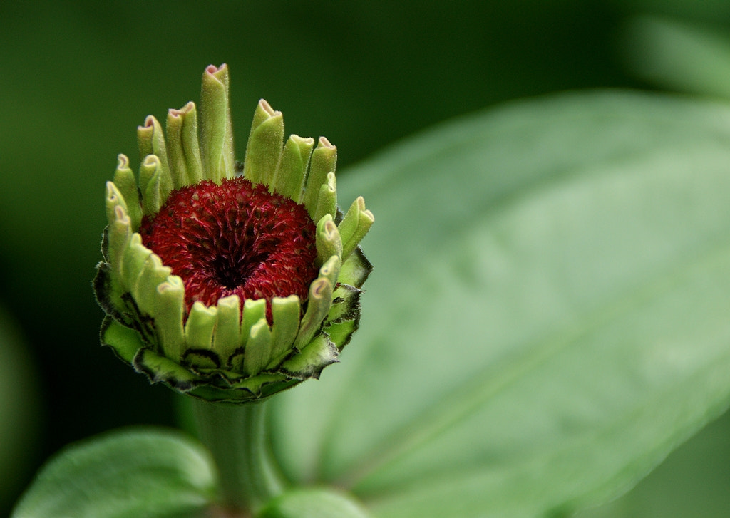 Sony Alpha DSLR-A290 sample photo. Blooming zinnia photography