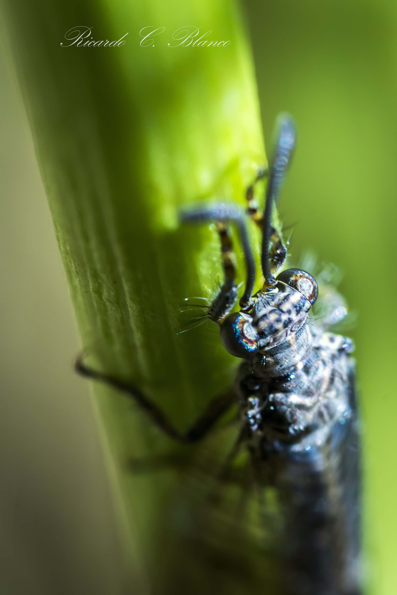 Sony SLT-A58 + Sigma AF 105mm F2.8 EX [DG] Macro sample photo. Mis macros photography