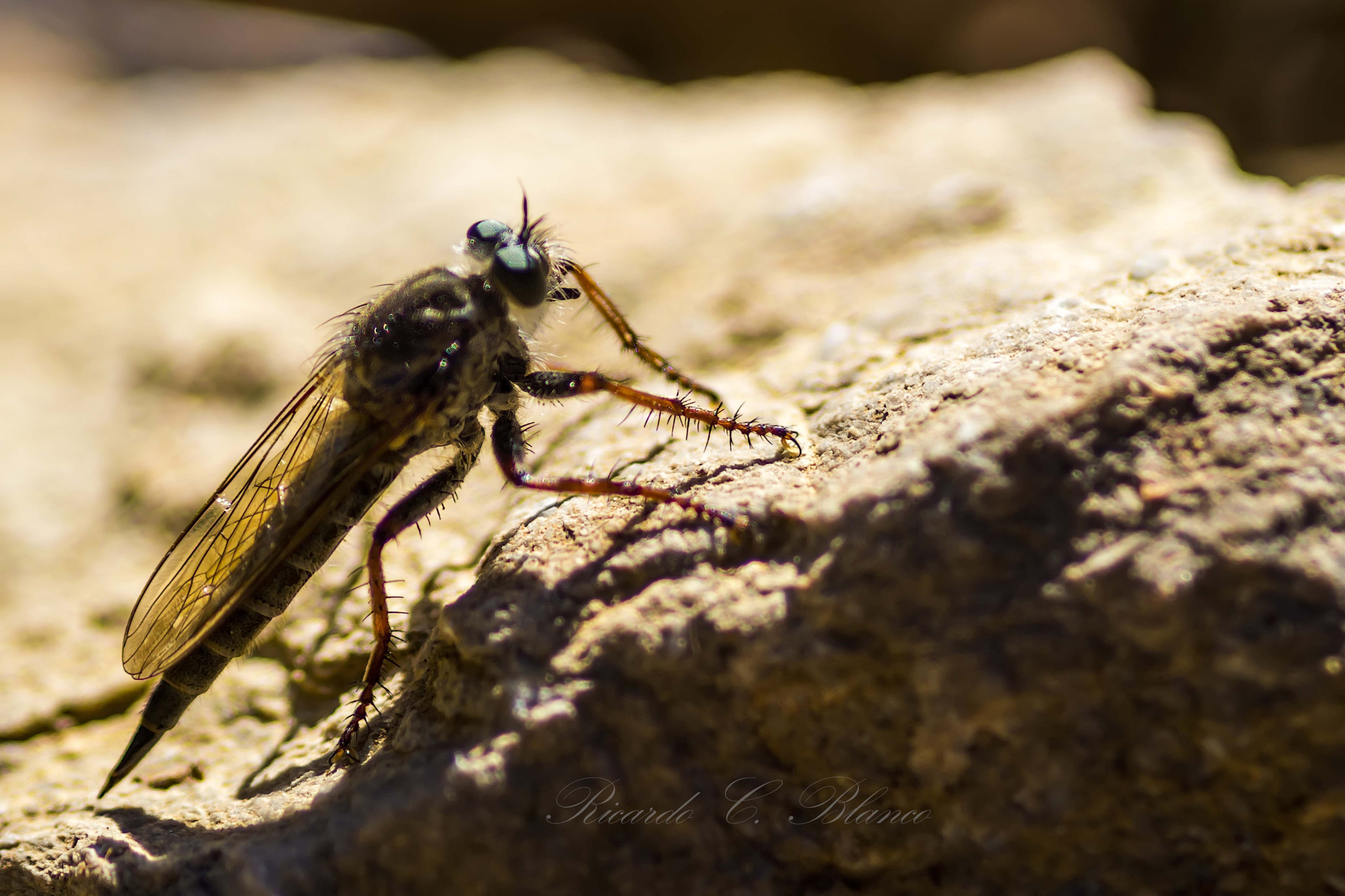 Sigma AF 105mm F2.8 EX [DG] Macro sample photo. Mis macros photography