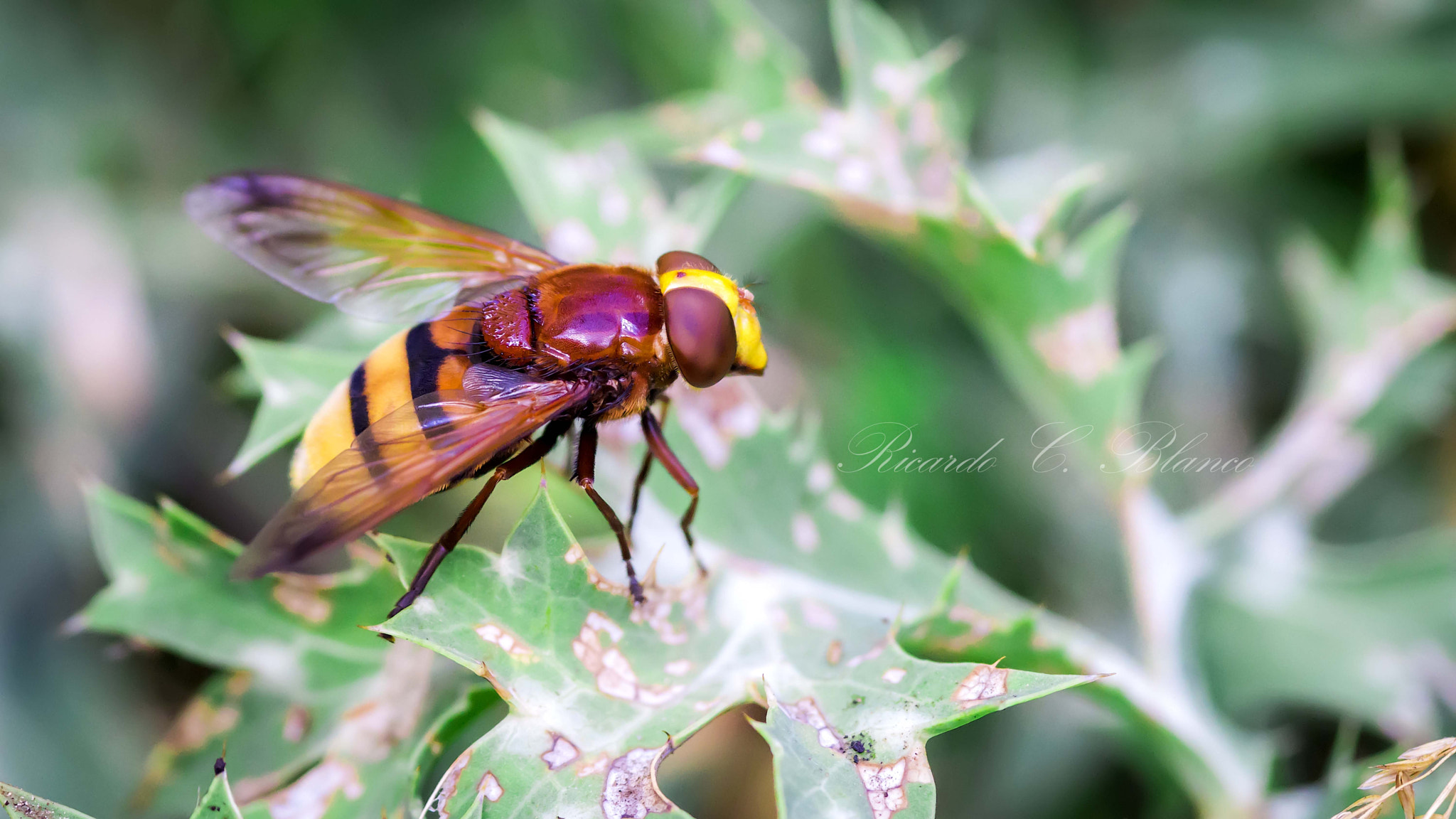 Sony SLT-A58 + Sigma AF 105mm F2.8 EX [DG] Macro sample photo. Mis macros photography