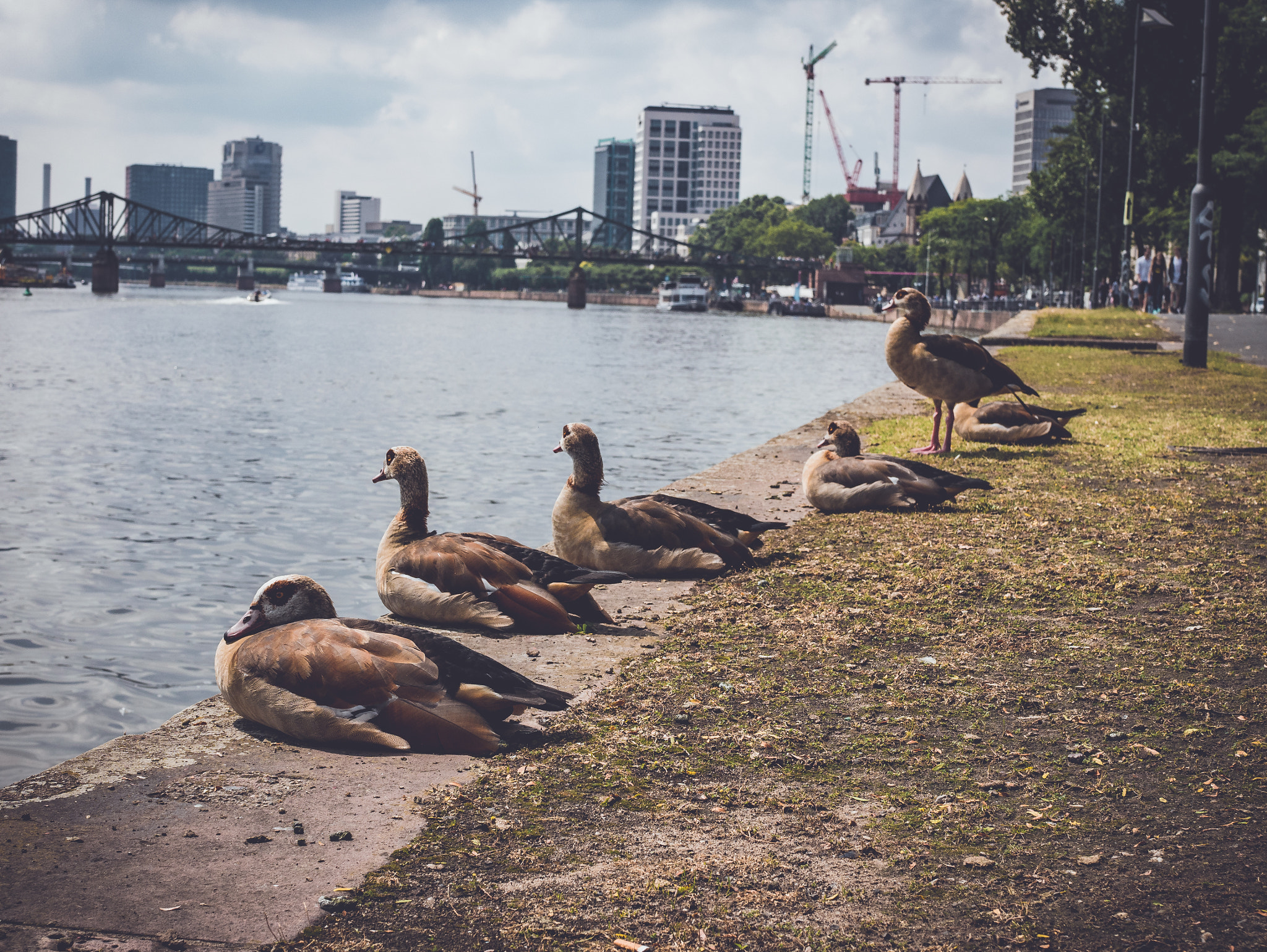 Panasonic Lumix DMC-GX85 (Lumix DMC-GX80 / Lumix DMC-GX7 Mark II) + Sigma 30mm F2.8 DN Art sample photo. The geese pack photography