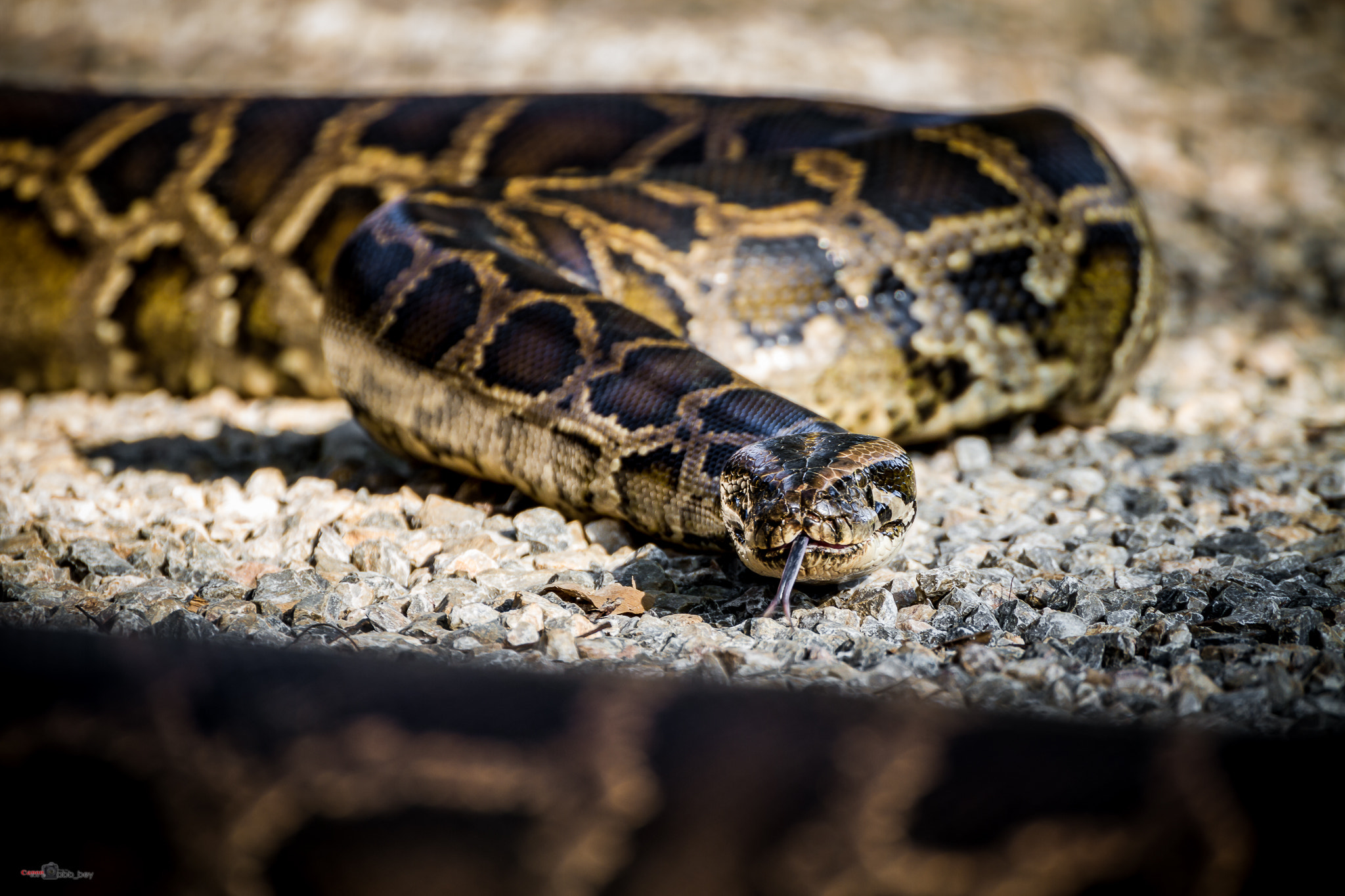 Canon EOS 7D + Tamron SP 70-300mm F4-5.6 Di VC USD sample photo. Snake photography