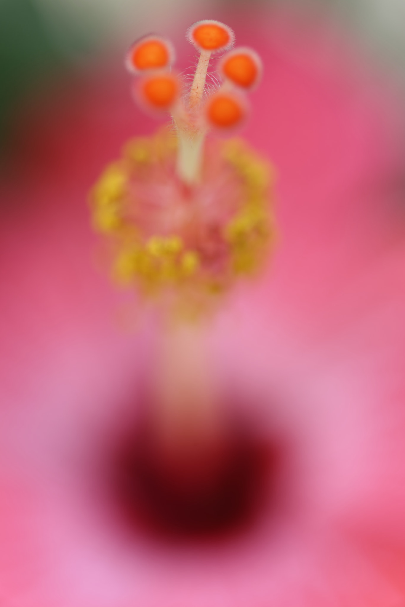 Nikon AF-S Micro-Nikkor 60mm F2.8G ED sample photo. Hibiscus photography