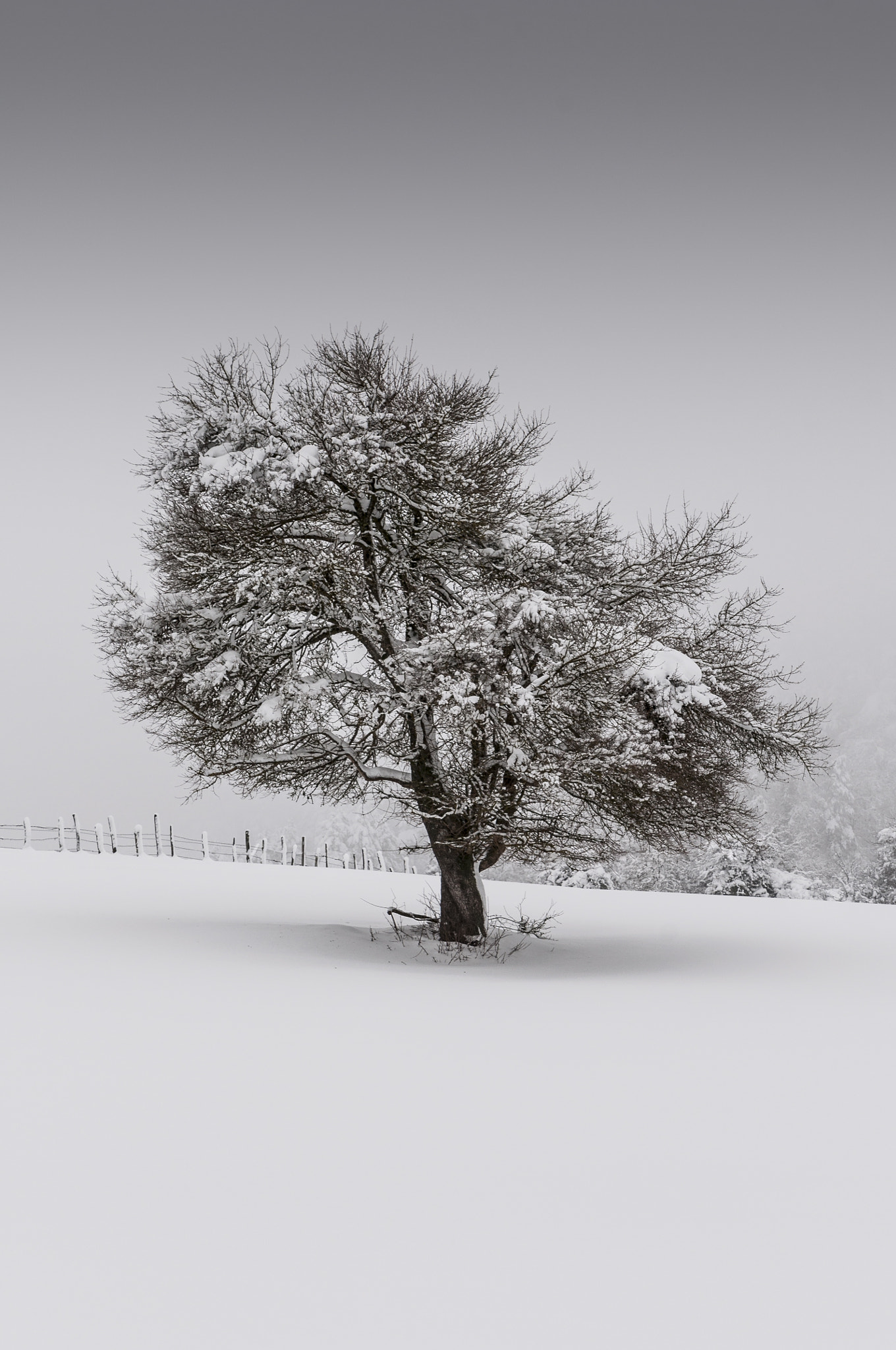 Tamron SP 24-70mm F2.8 Di VC USD sample photo. Fields and trees in winter landscape, covered by the snow photography