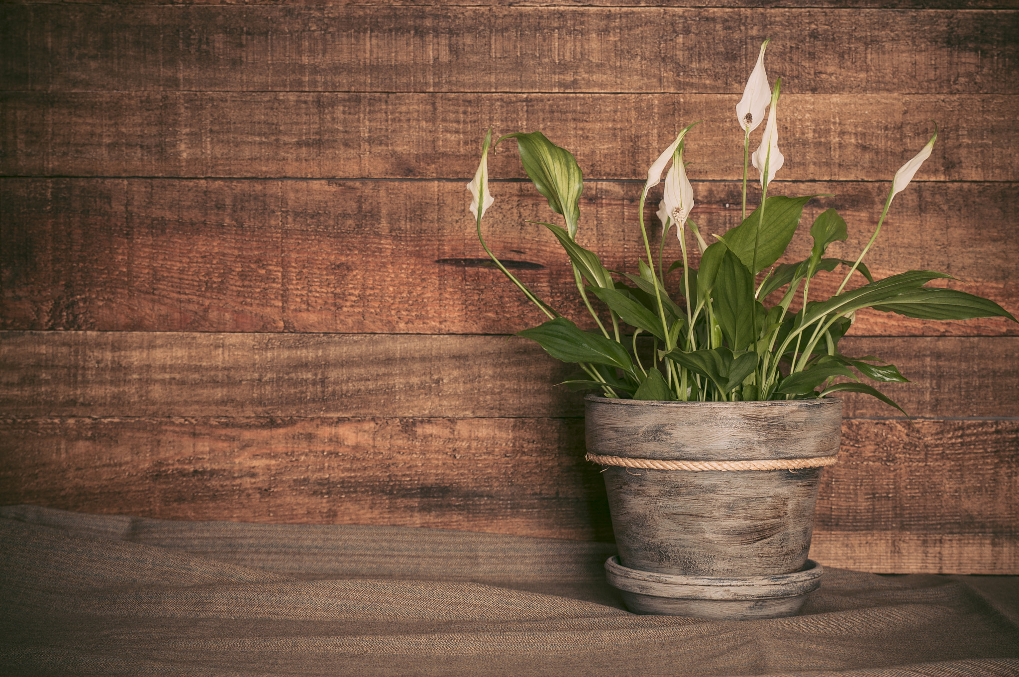 Nikon D90 + Tamron SP 24-70mm F2.8 Di VC USD sample photo. White calla flower in a handmade decorated flowerpot on wooden background photography