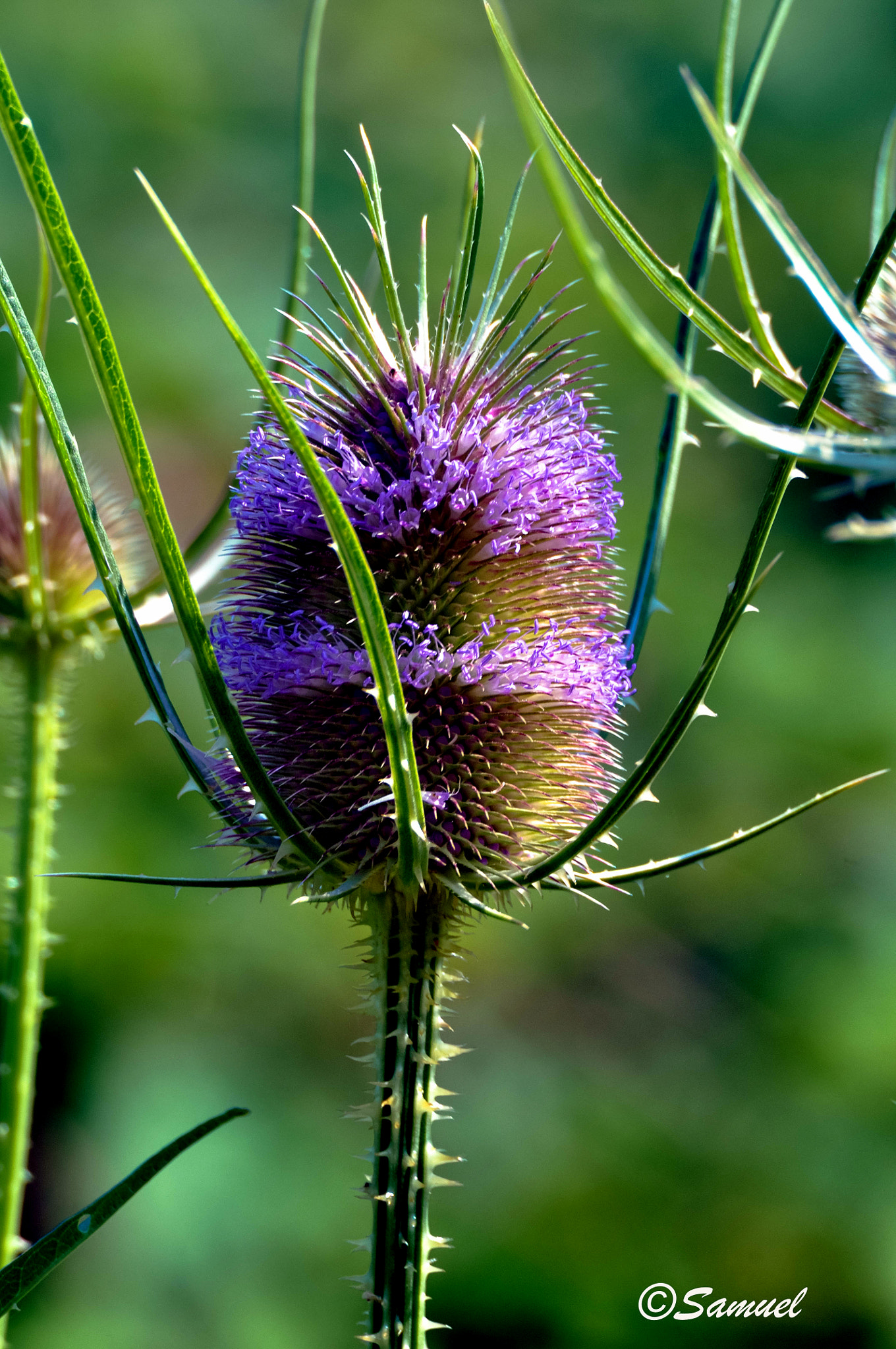 Nikon D5000 sample photo. Dipsacus fullonum l scardaccione selvatico () photography