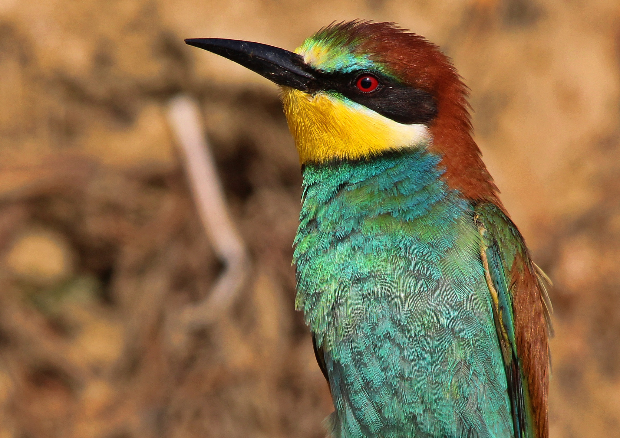 Sigma 150-500mm F5-6.3 DG OS HSM sample photo. Bee eater, gruccione photography