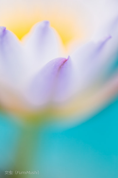Canon EF 100mm F2.8L Macro IS USM sample photo. Lotus photography