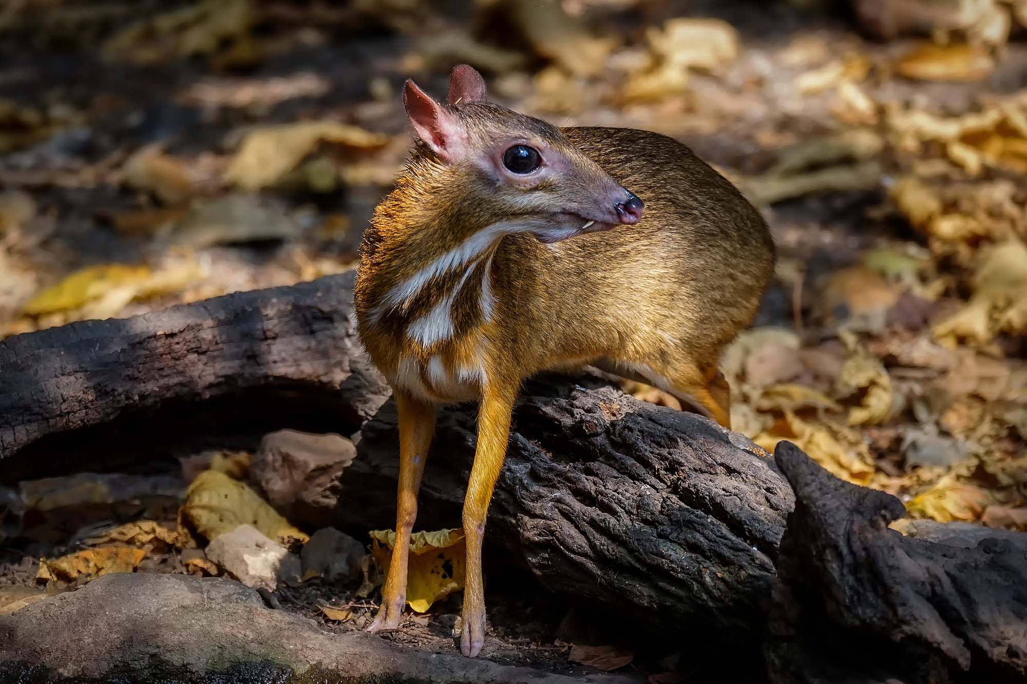 Sony 70-300mm F4.5-5.6 G SSM sample photo. Lesser mouse-deer (male) photography