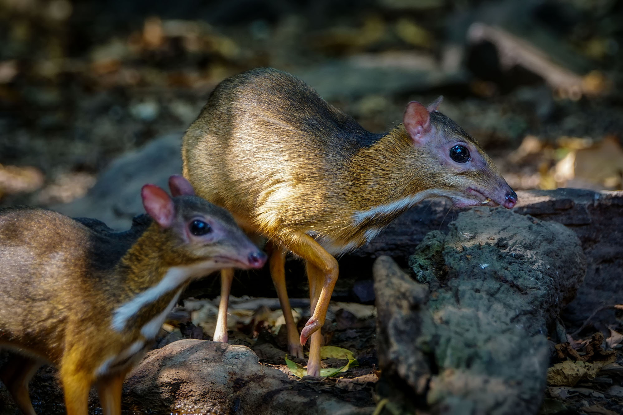 Sony ILCA-77M2 + Sony 70-400mm F4-5.6 G SSM II sample photo. Lesser mouse-deer (male&female) photography