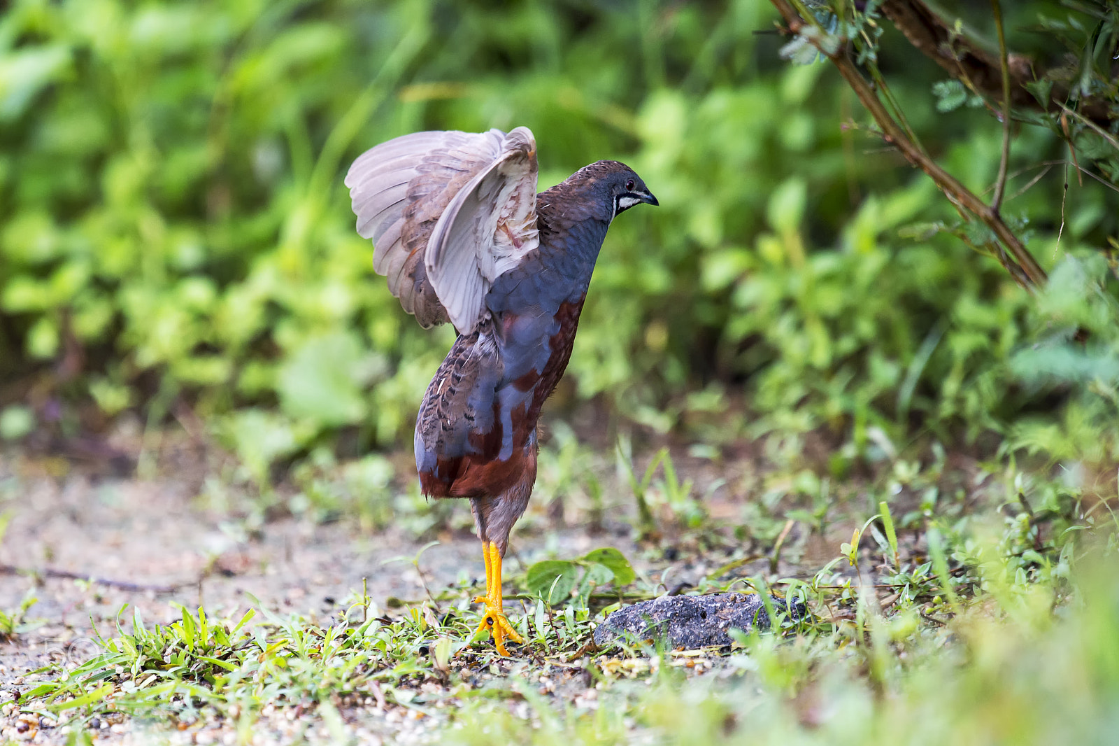 Nikon AF-S Nikkor 400mm F2.8G ED VR II sample photo. King quail photography