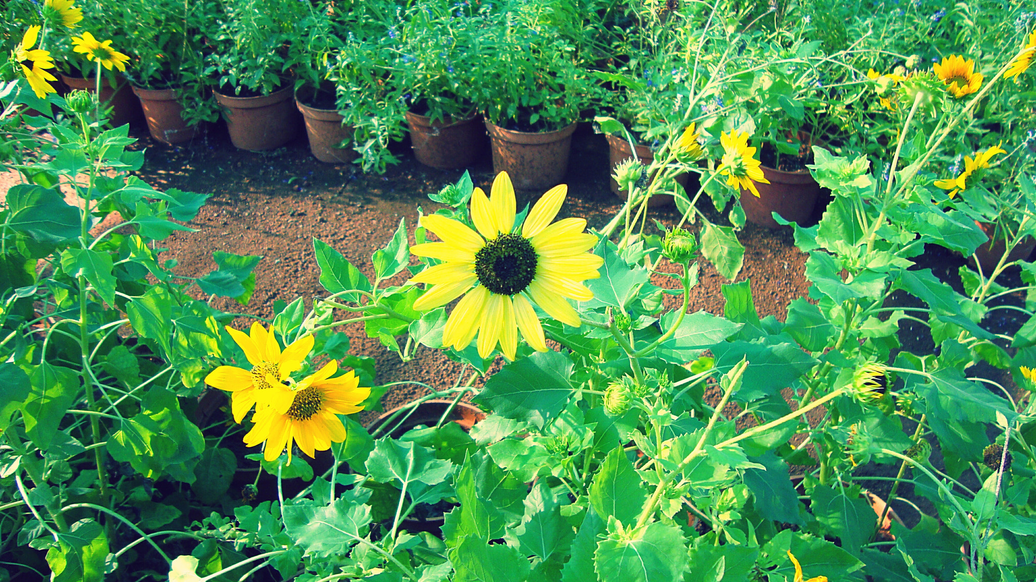 Sony DSC-W210 sample photo. Sunflower photography