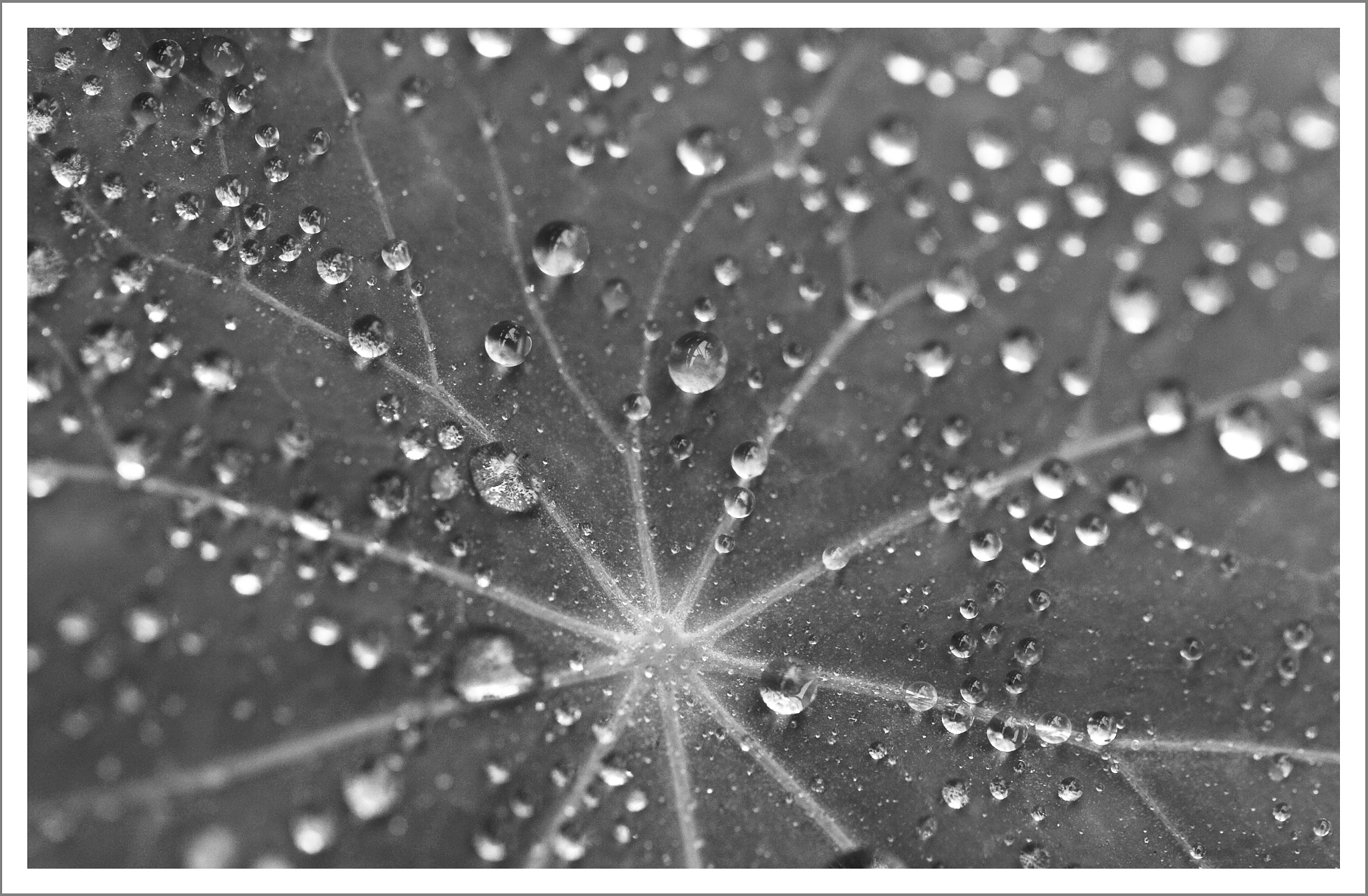 Nikon D2Hs + Tamron SP AF 60mm F2 Di II LD IF Macro sample photo. Droplets photography