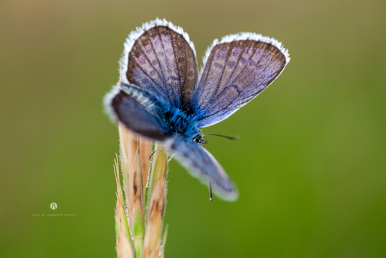 Fujifilm X-T1 + ZEISS Touit 50mm F2.8 sample photo. Blue butterfly photography