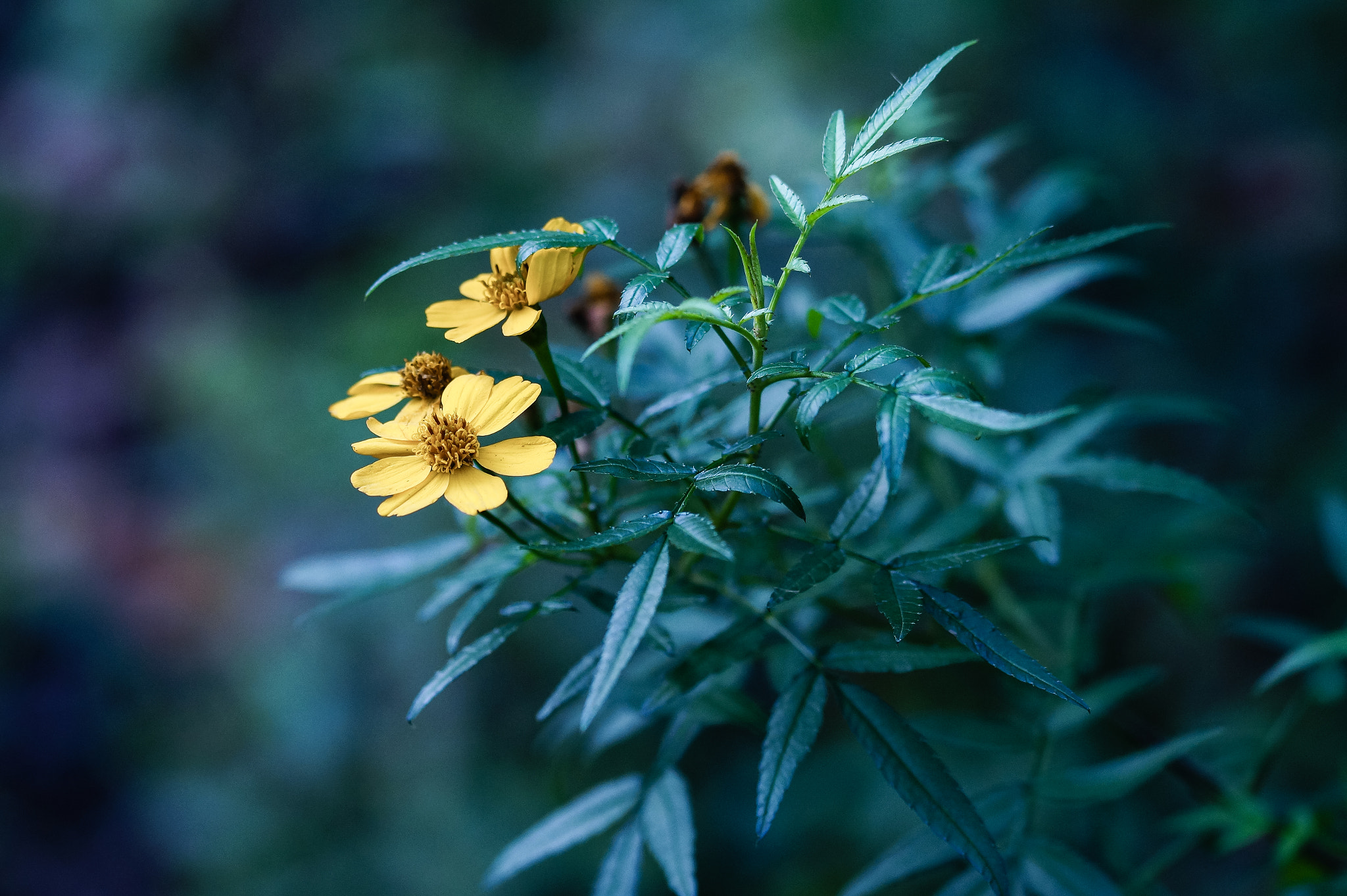 Sony SLT-A58 + 105mm F2.8 sample photo. Abg_20160723_08 photography
