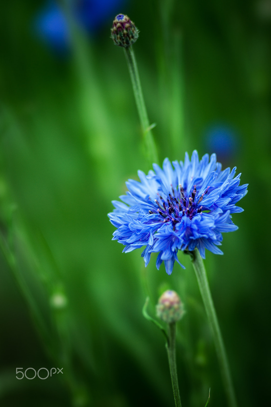 Sony 135mm F2.8 [T4.5] STF sample photo. Blueish photography