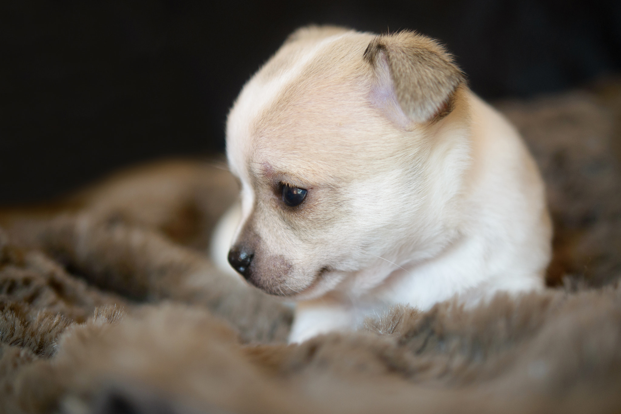 Nikon AF-S Micro-Nikkor 60mm F2.8G ED sample photo. ... photography