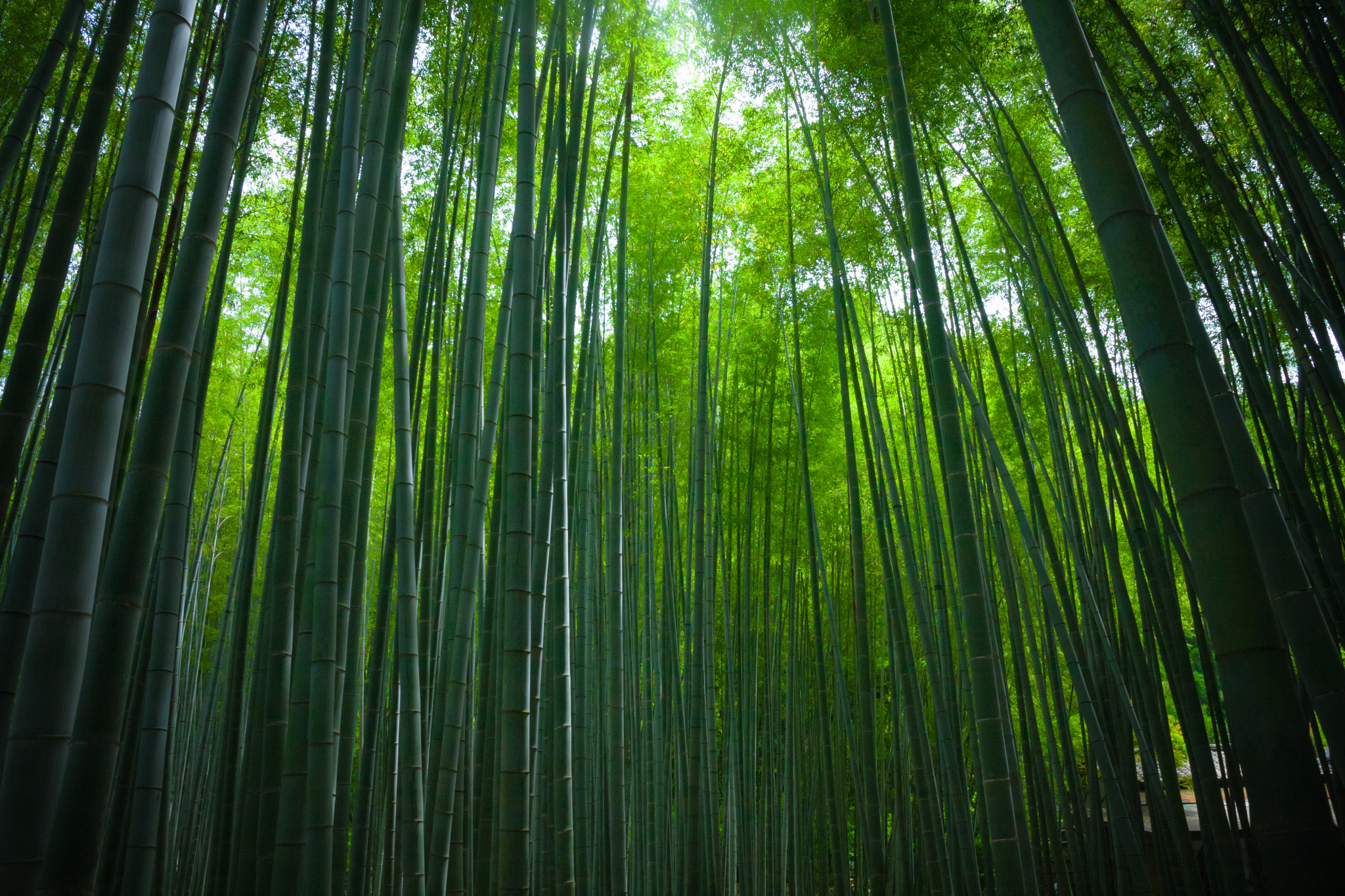Canon EOS 40D sample photo. Bamforest photography